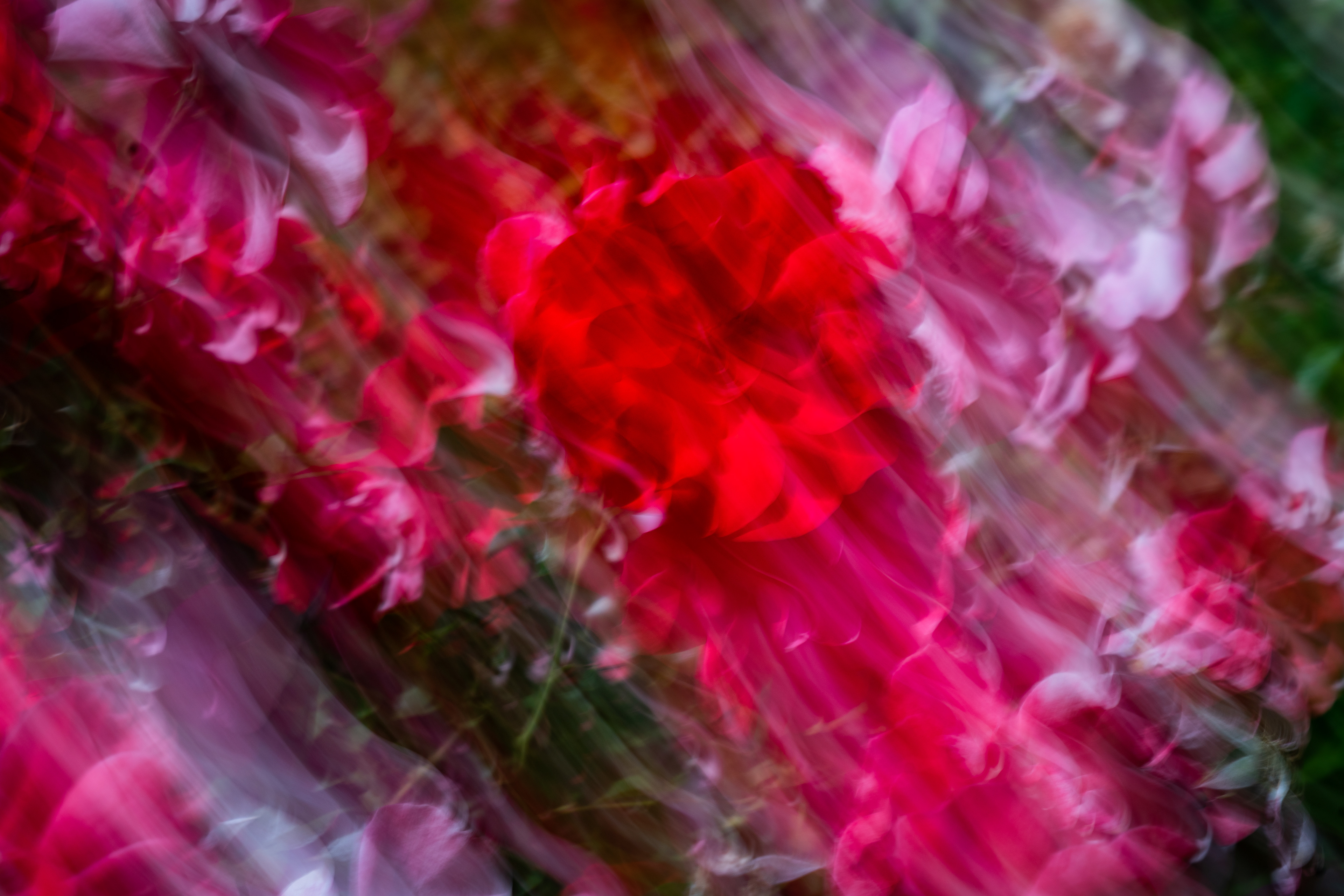 Berkeley Rose Garden, Berkeley, CA