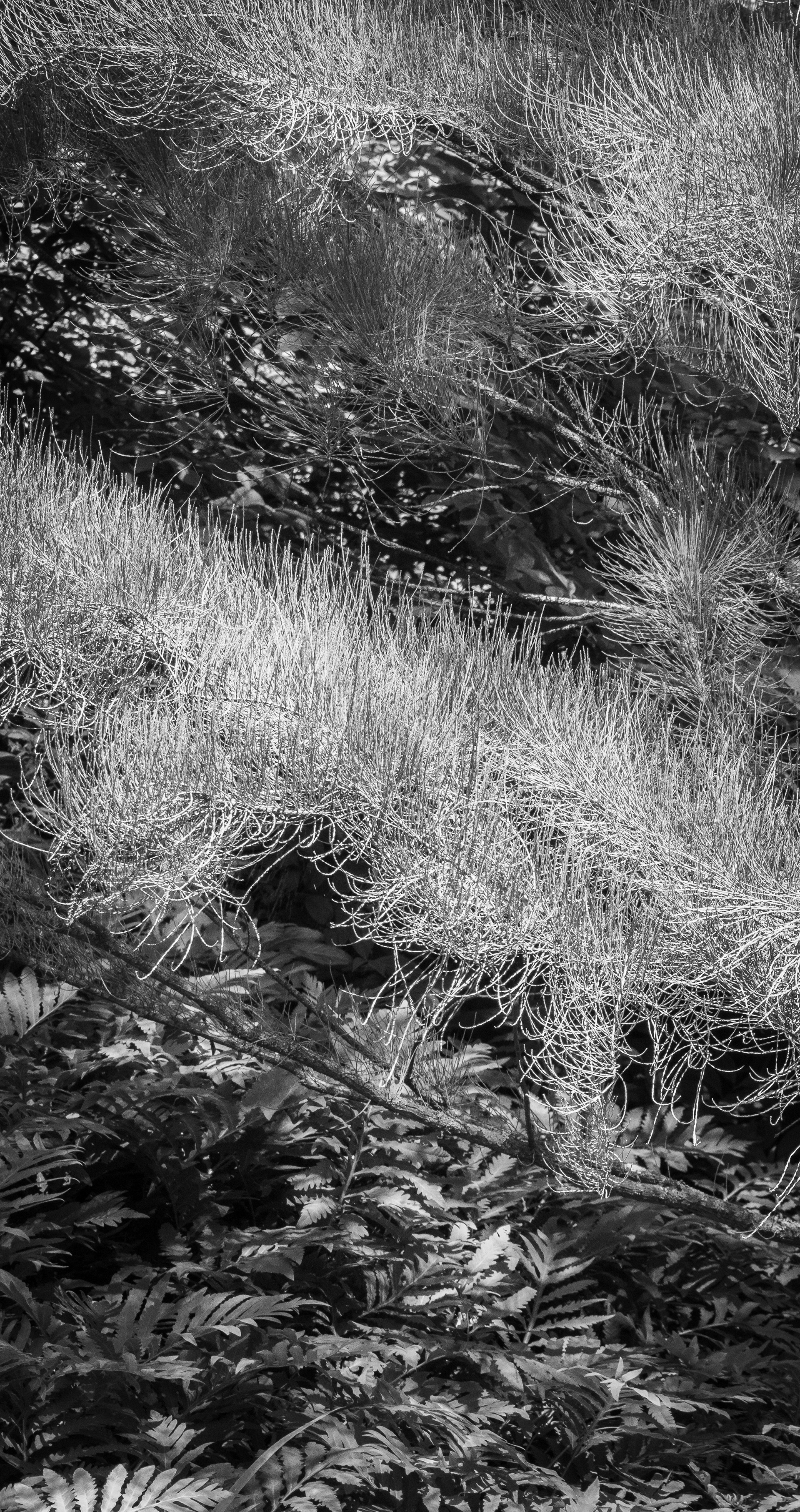 Longwood Gardens, Kennett Square, PA