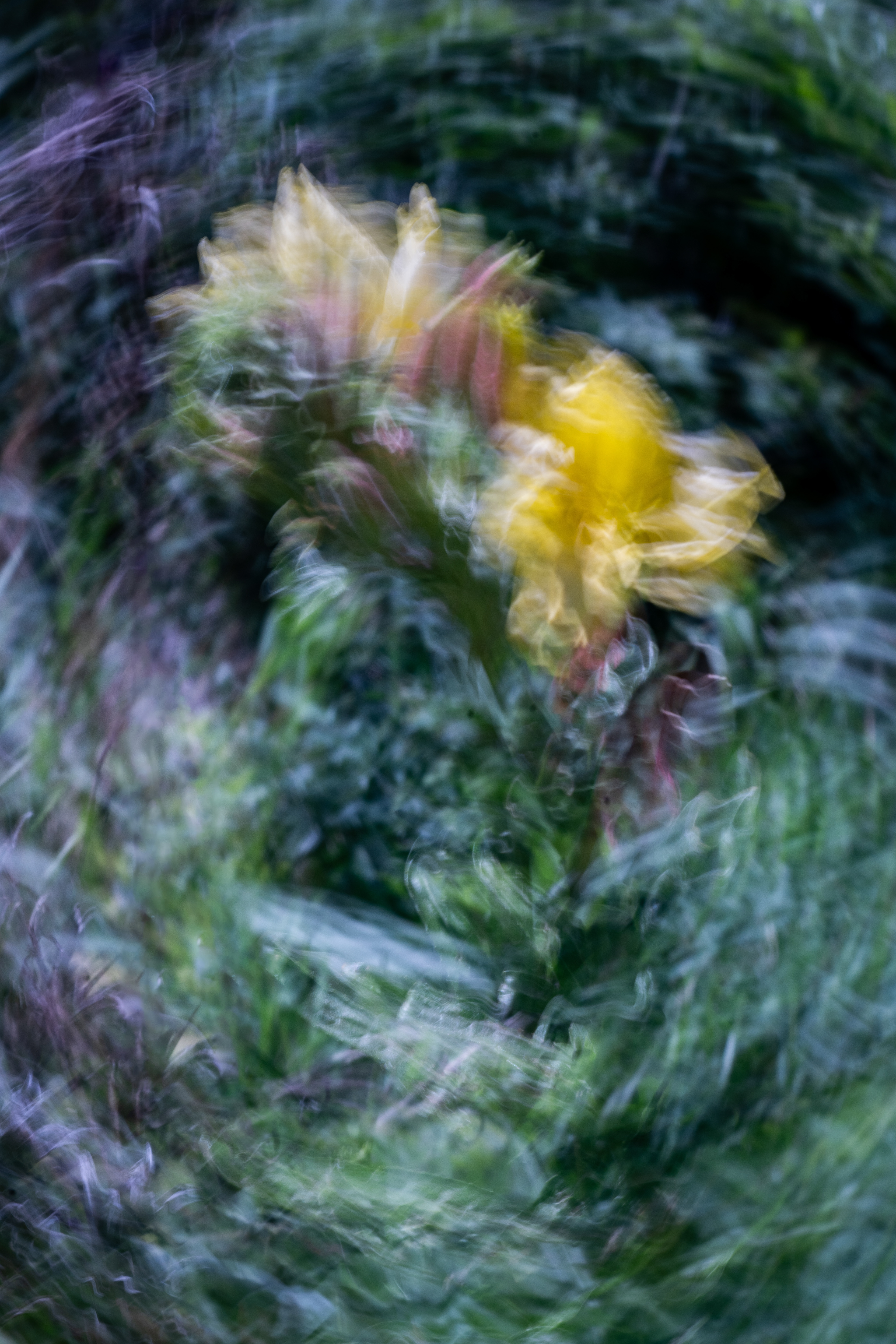 University of California Botanical Garden, Berkeley, CA