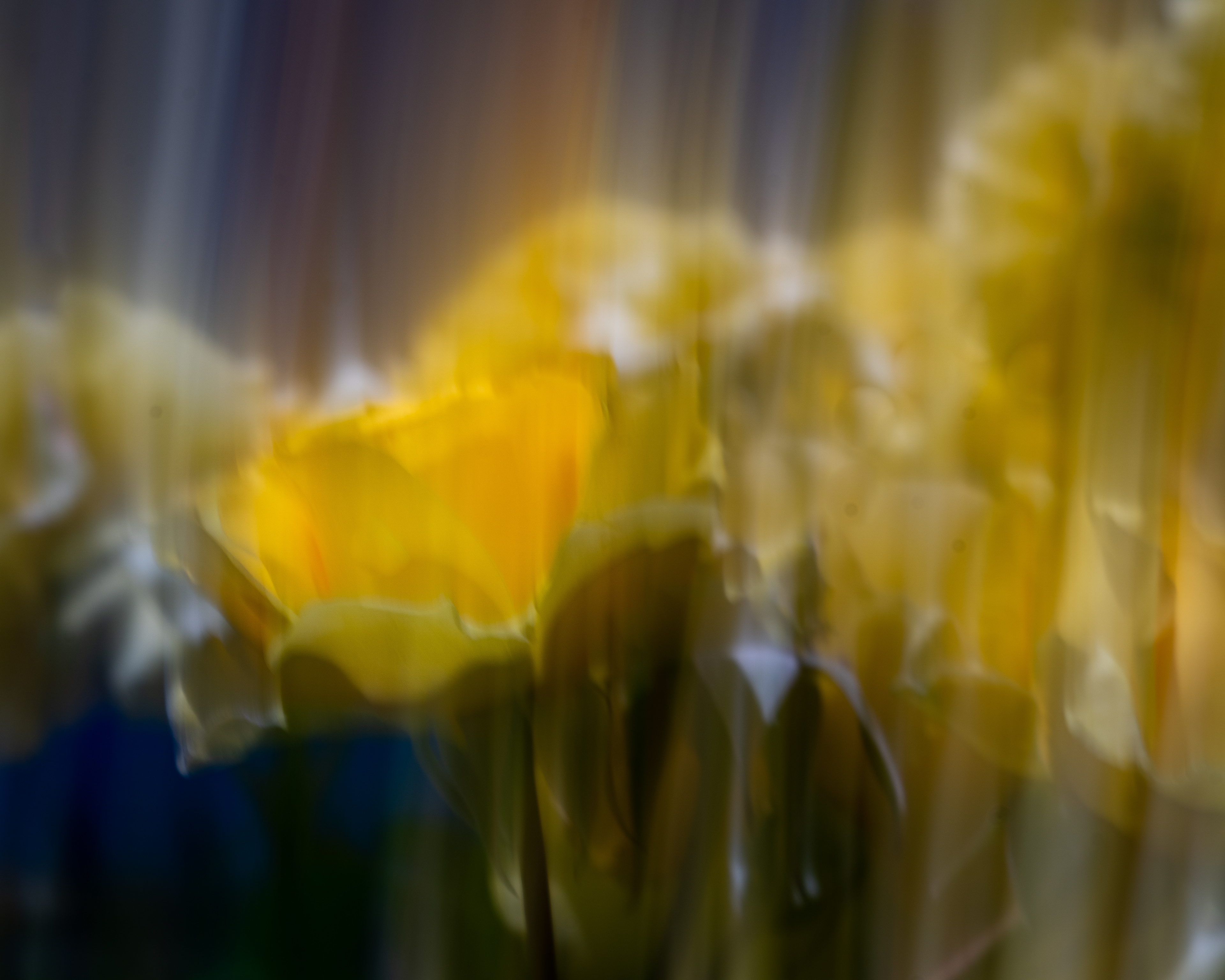 Berkeley Rose Garden, Berkeley, CA