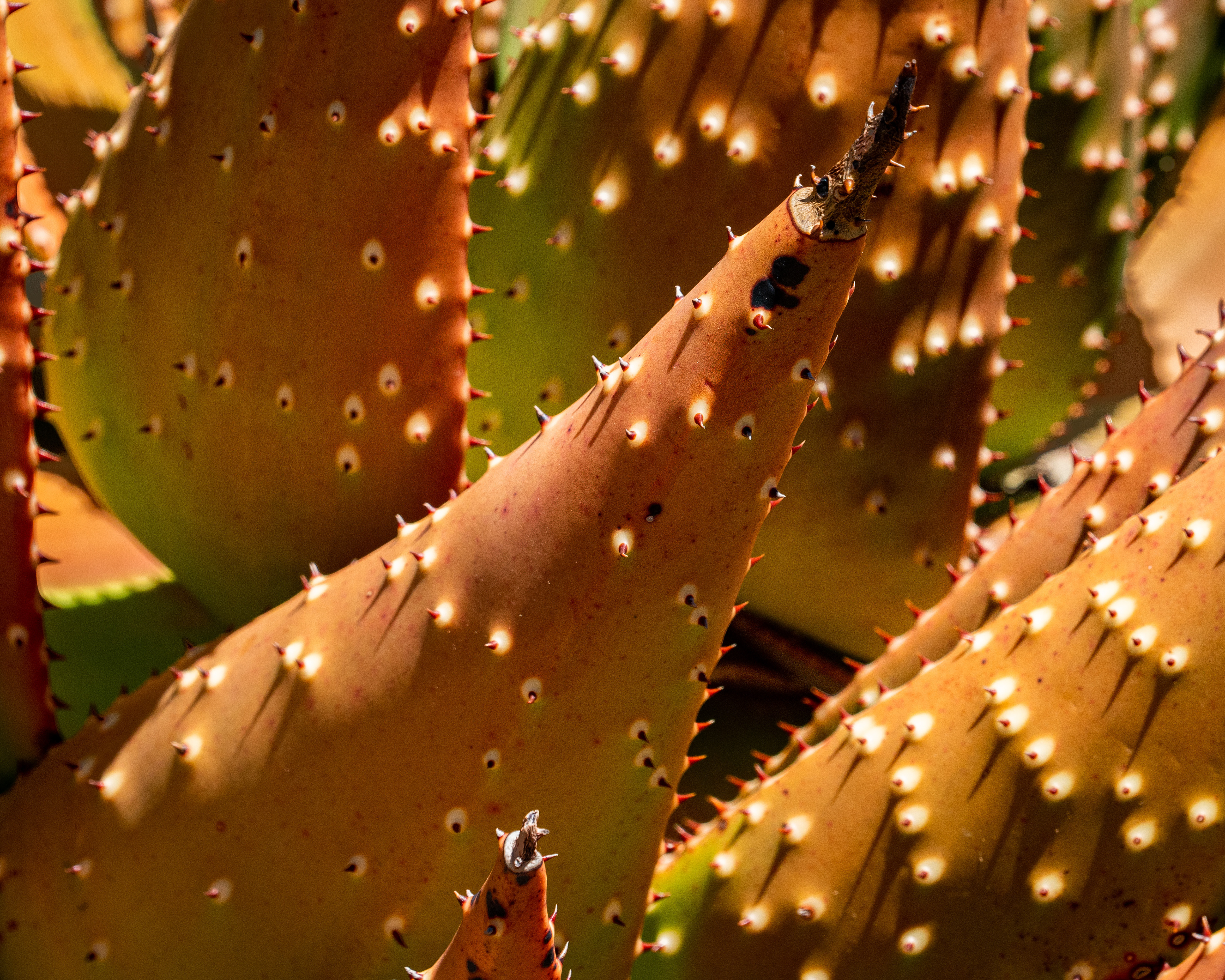 University of California Botanical Garden, Berkeley, CA