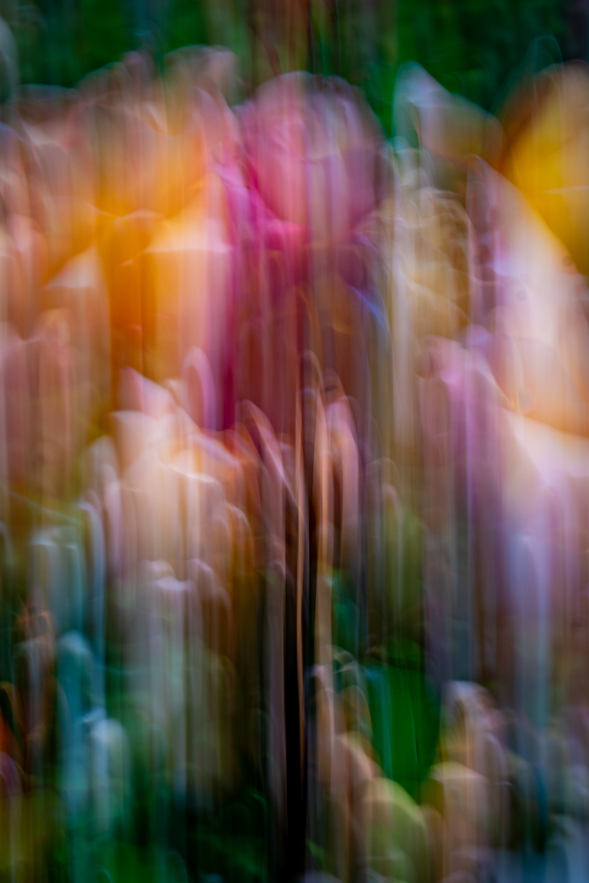 Berkeley Rose Garden, Berkeley, CA