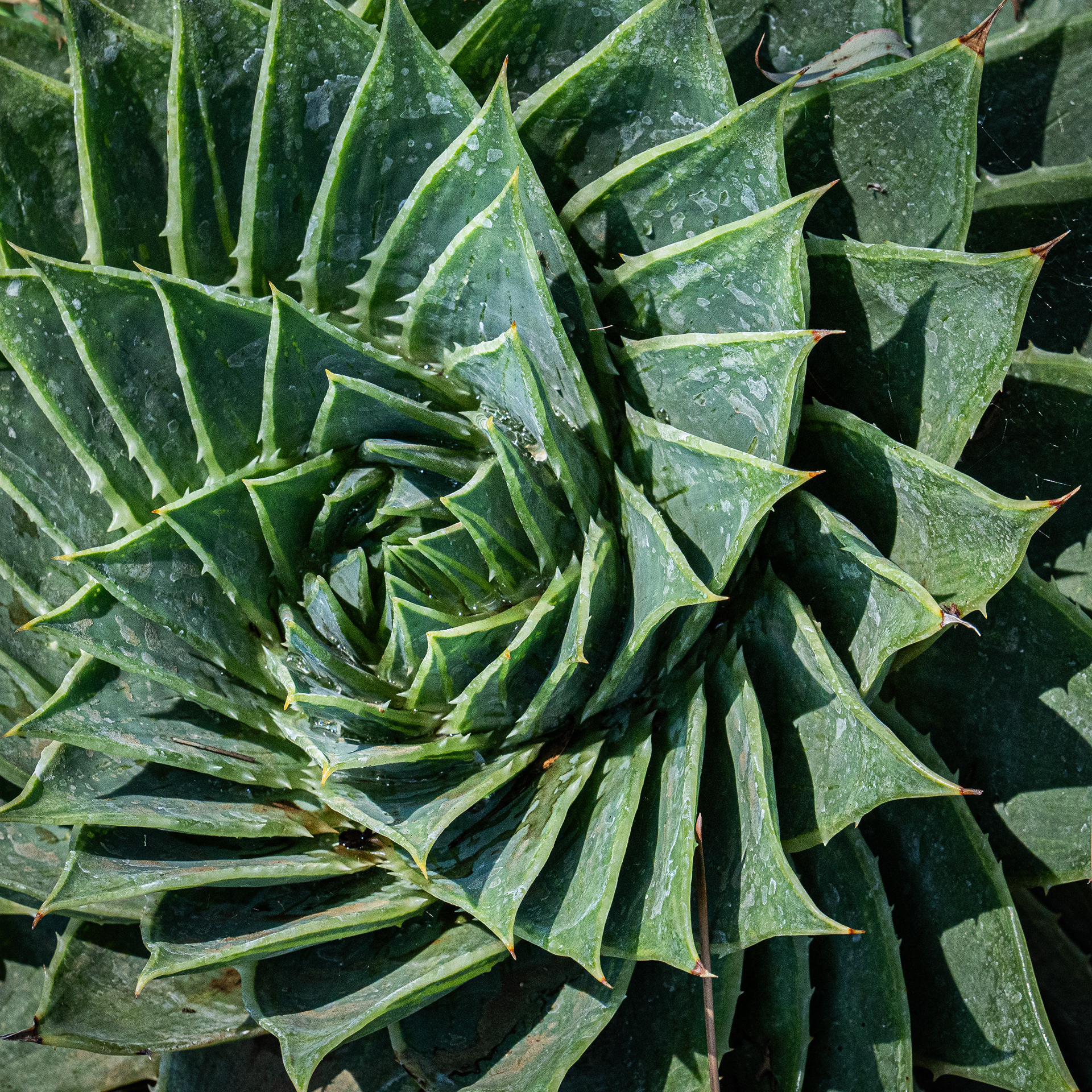 Ruth Bancroft Garden, Walnut Creek, CA