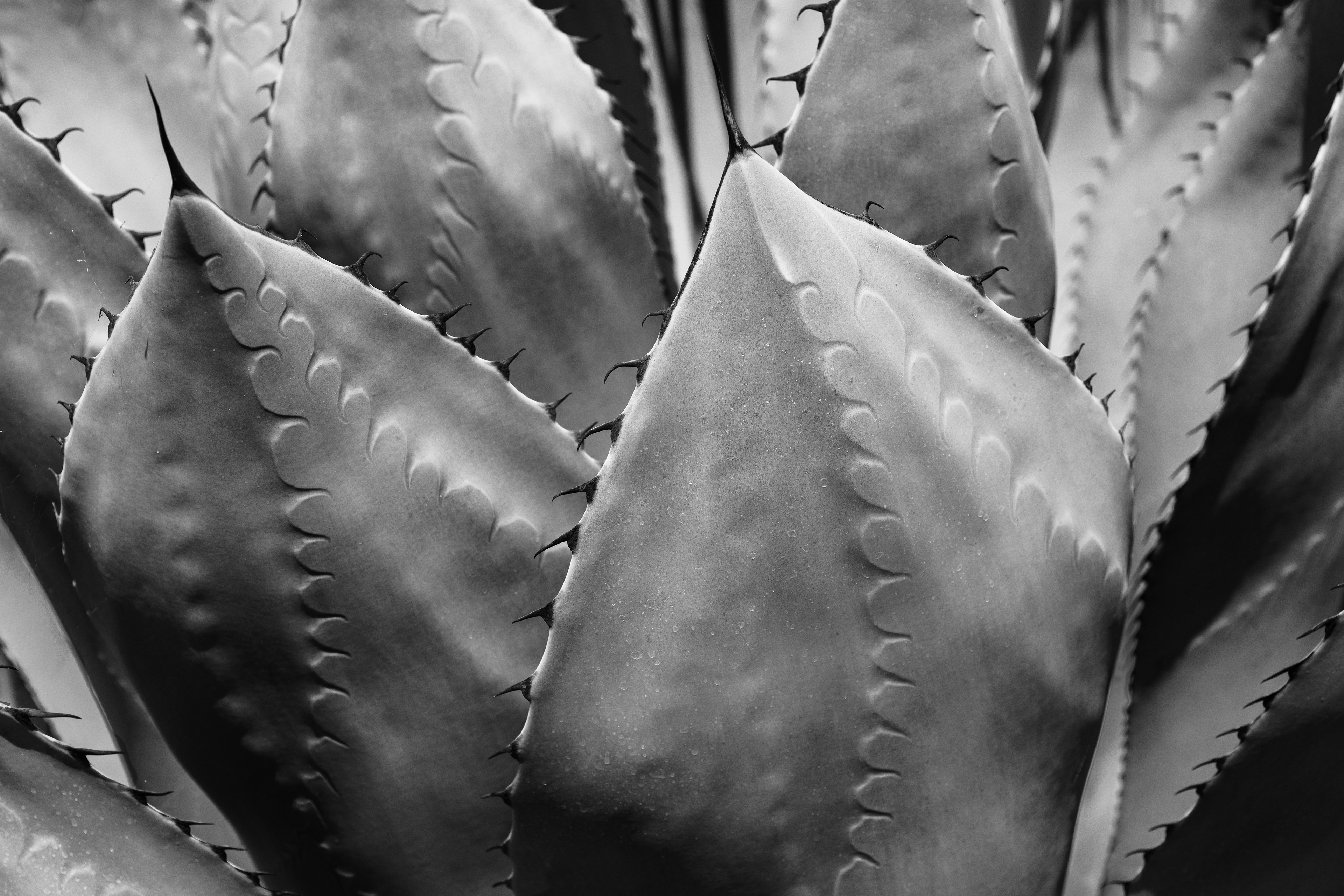 Ruth Bancroft Garden, Walnut Creek, CA