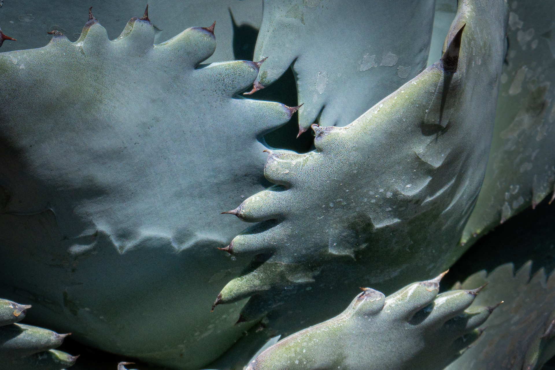 Ruth Bancroft Garden, Walnut Creek, CA