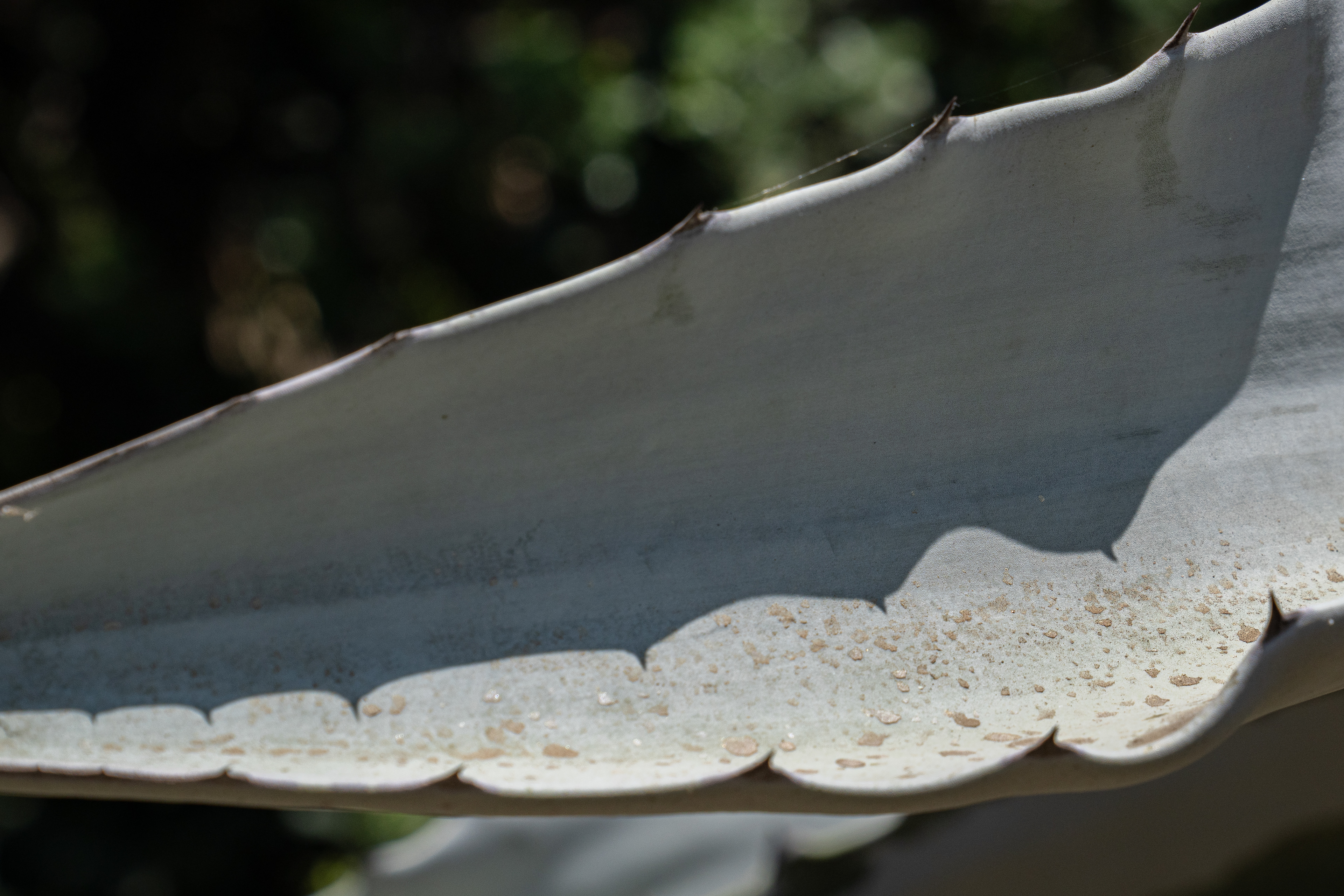 Ruth Bancroft Garden, Walnut Creek, CA