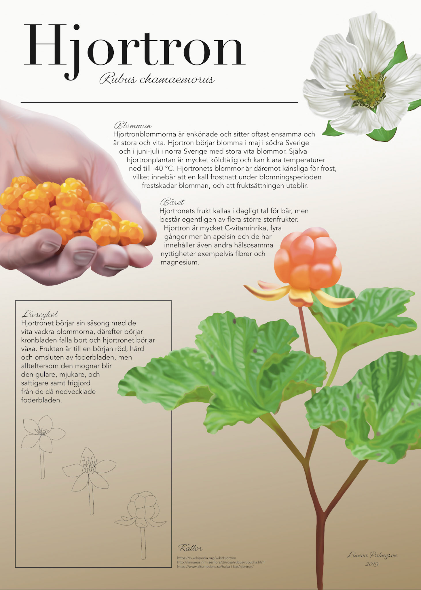 Hjortron - Målad i Photoshop, layout i InDesign