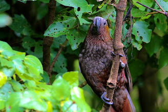 Kākā