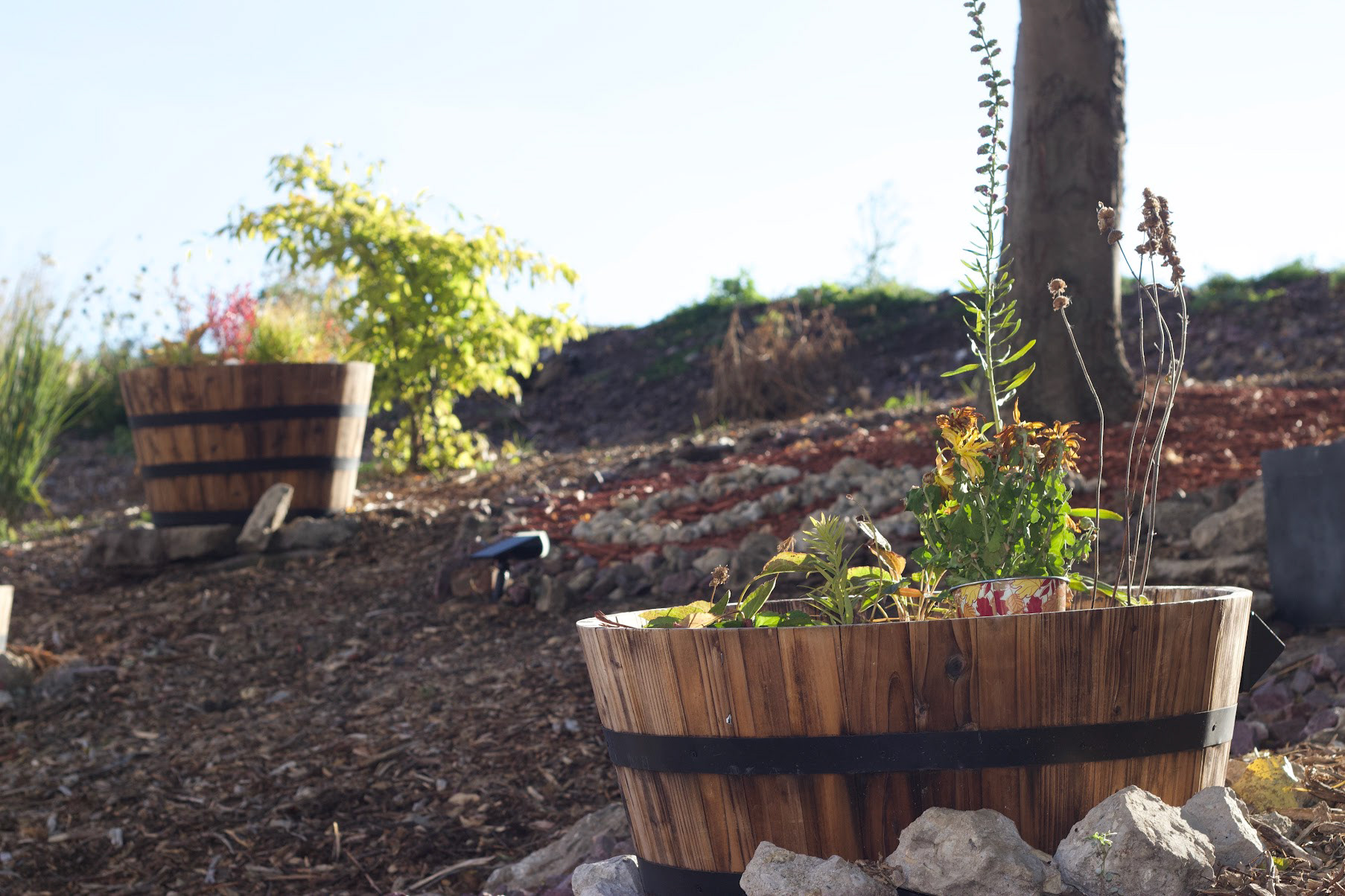 Chicago Native Garden Projects in University Village, Chicago