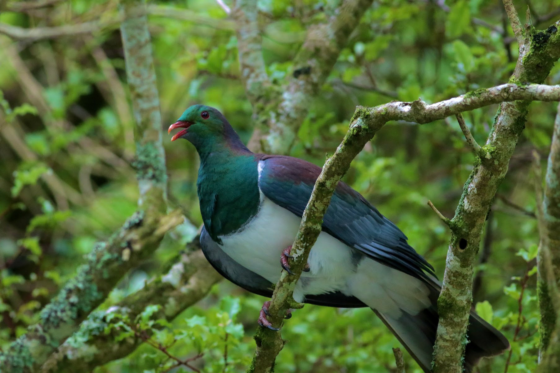 Kererū