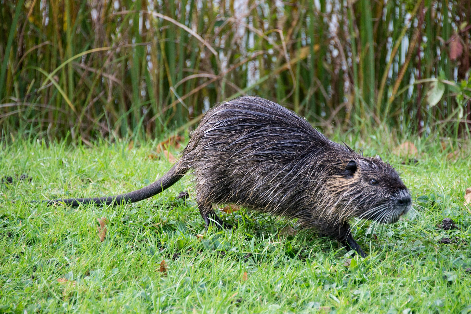 Muskrat, Queens Hamlet - Palace of Versailles