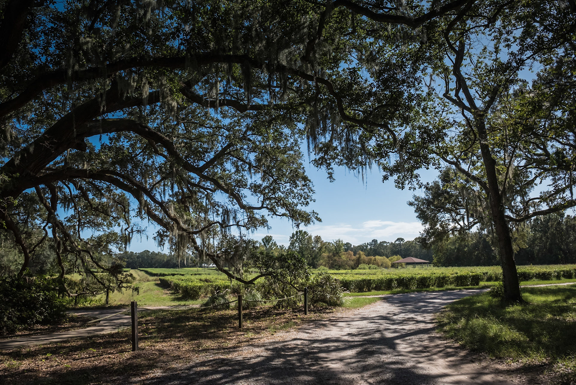 located on picturesque Wadmalaw Island in the heart of the lowcountry