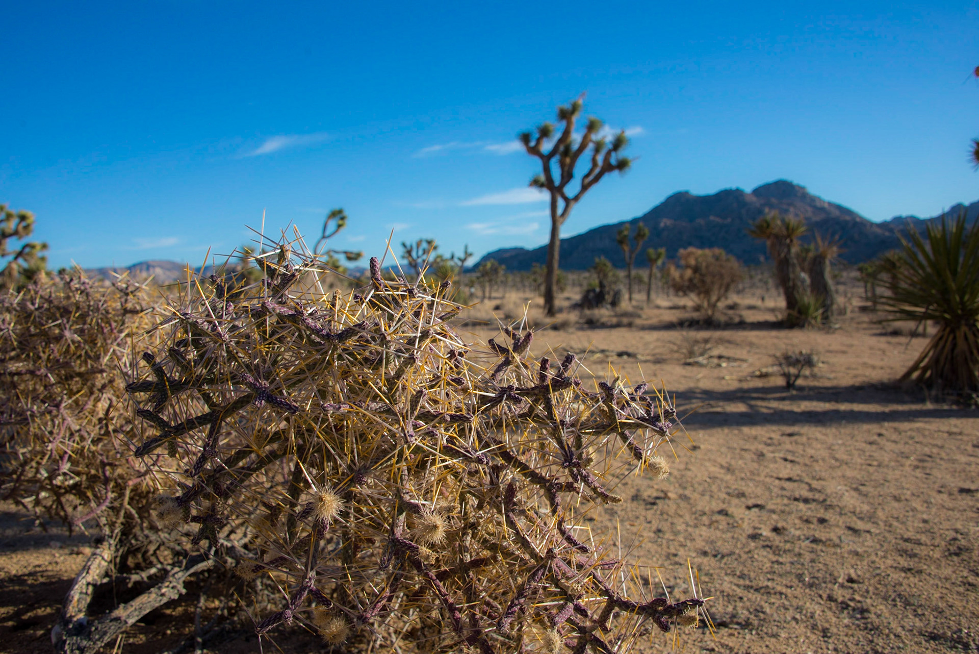 Joshua Tree National Monument
