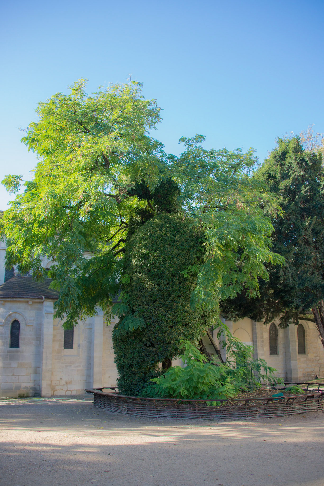 Square René-Viviani–Montebello, Oldest tree in Paris