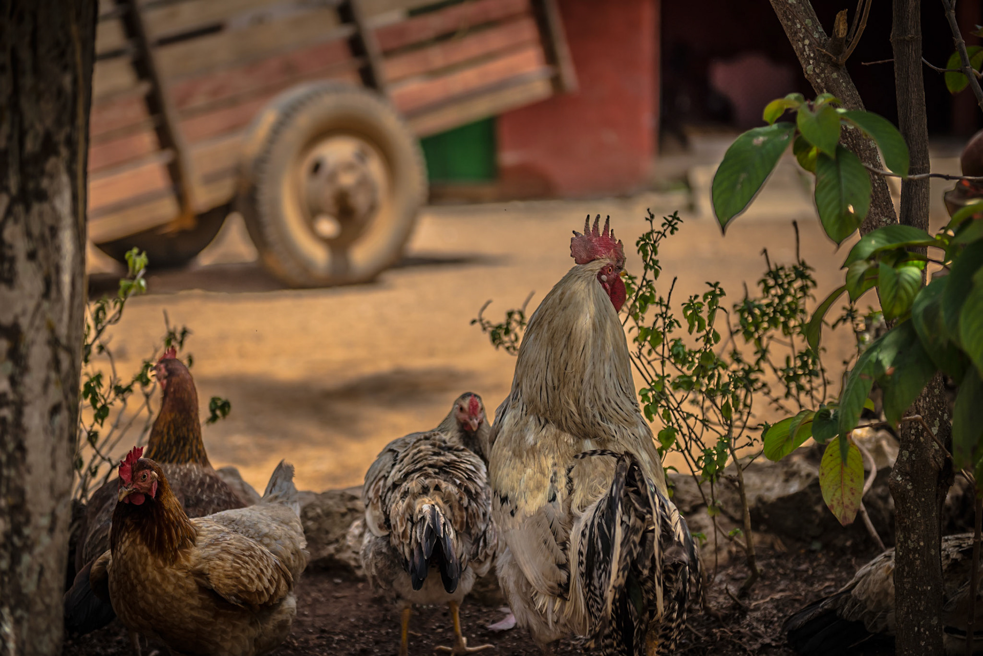 Gaurdians of the Gate