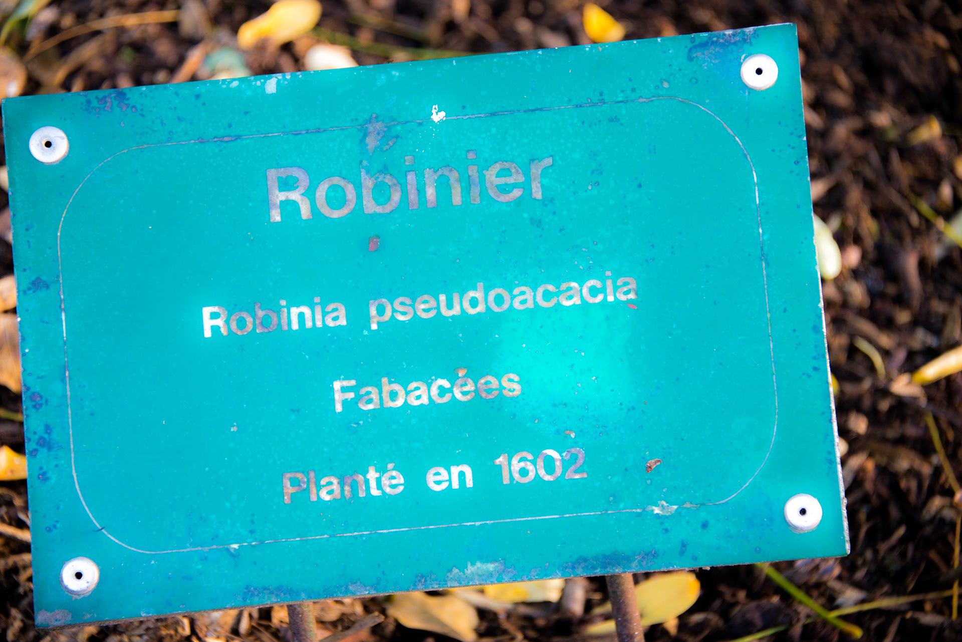 Square René-Viviani–Montebello, Oldest tree in Paris