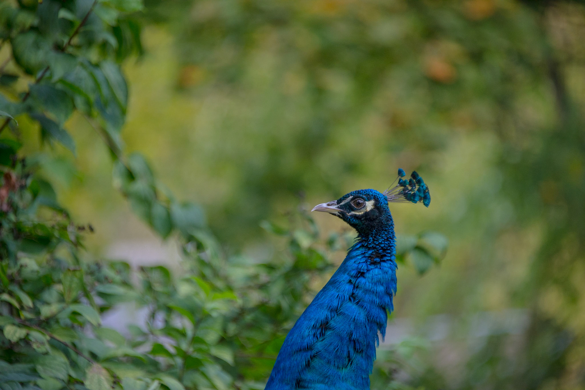 Château du Clos Lucé, Leonardo da Vinci
