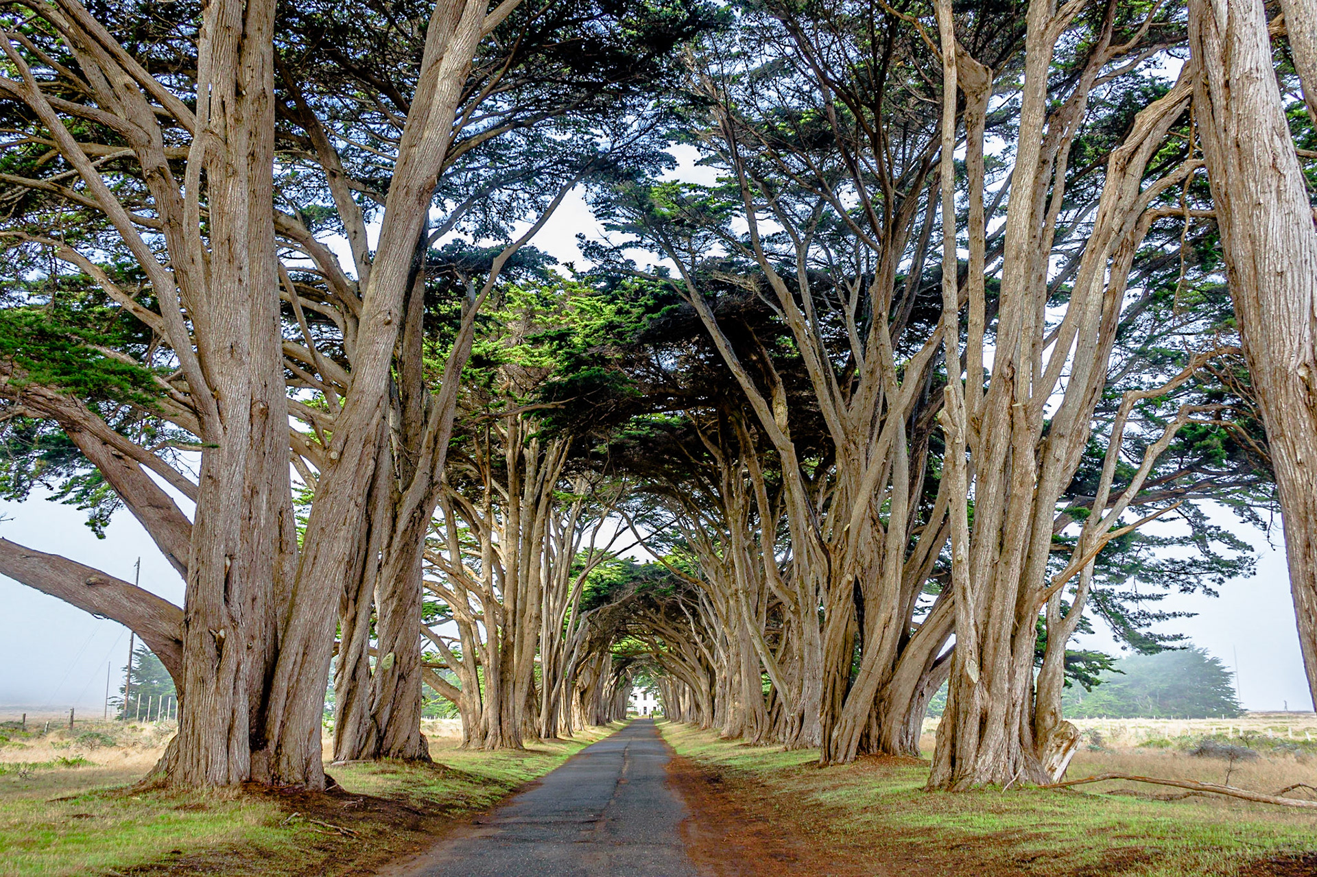 Planted around 1930, the Monterey cypress that now create the "tree tunnel" at the Point Reyes Receiving Station is a signature landscape feature that evokes some of the prestige that RCA placed in this profitable, historic operation.