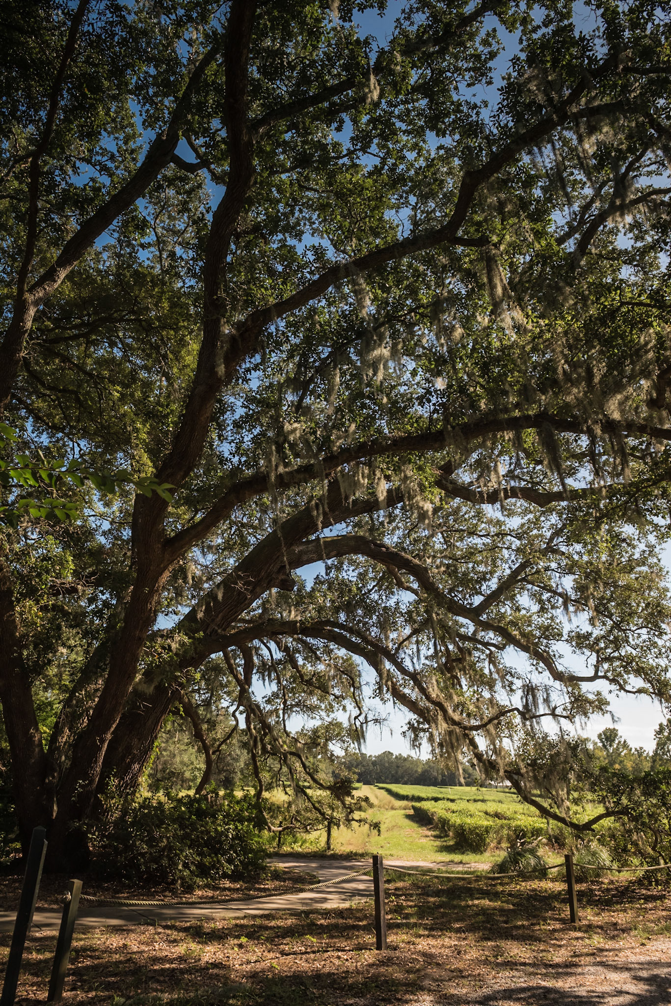 located on picturesque Wadmalaw Island in the heart of the lowcountry