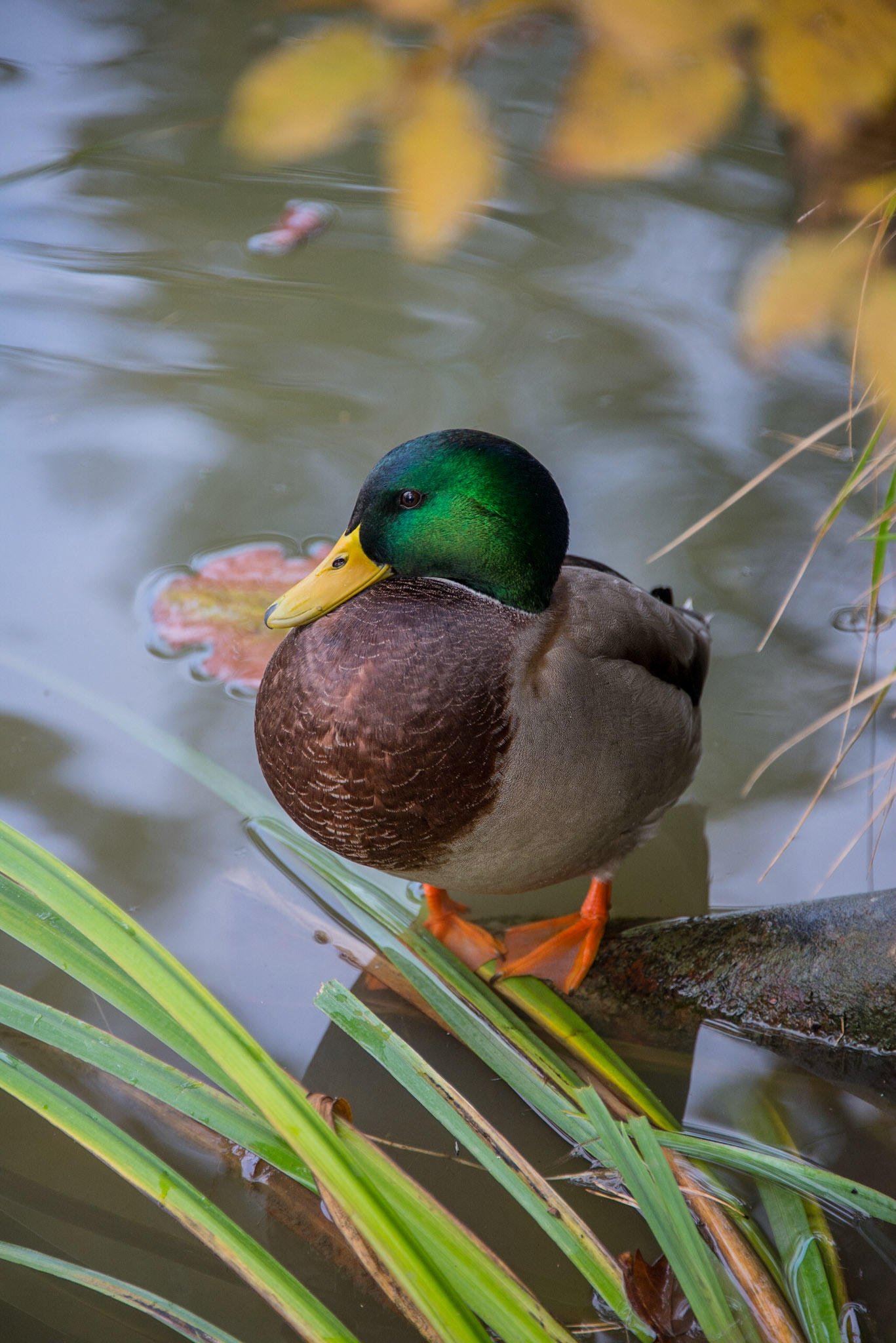 Queens Hamlet - Palace of Versailles