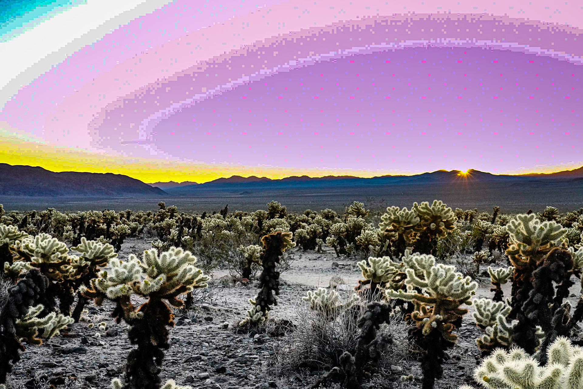 EXHALE ~ Joshua Tree 2020