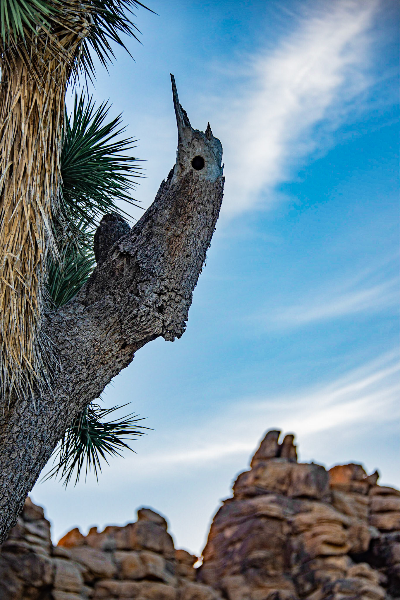 Joshua Tree National Monument