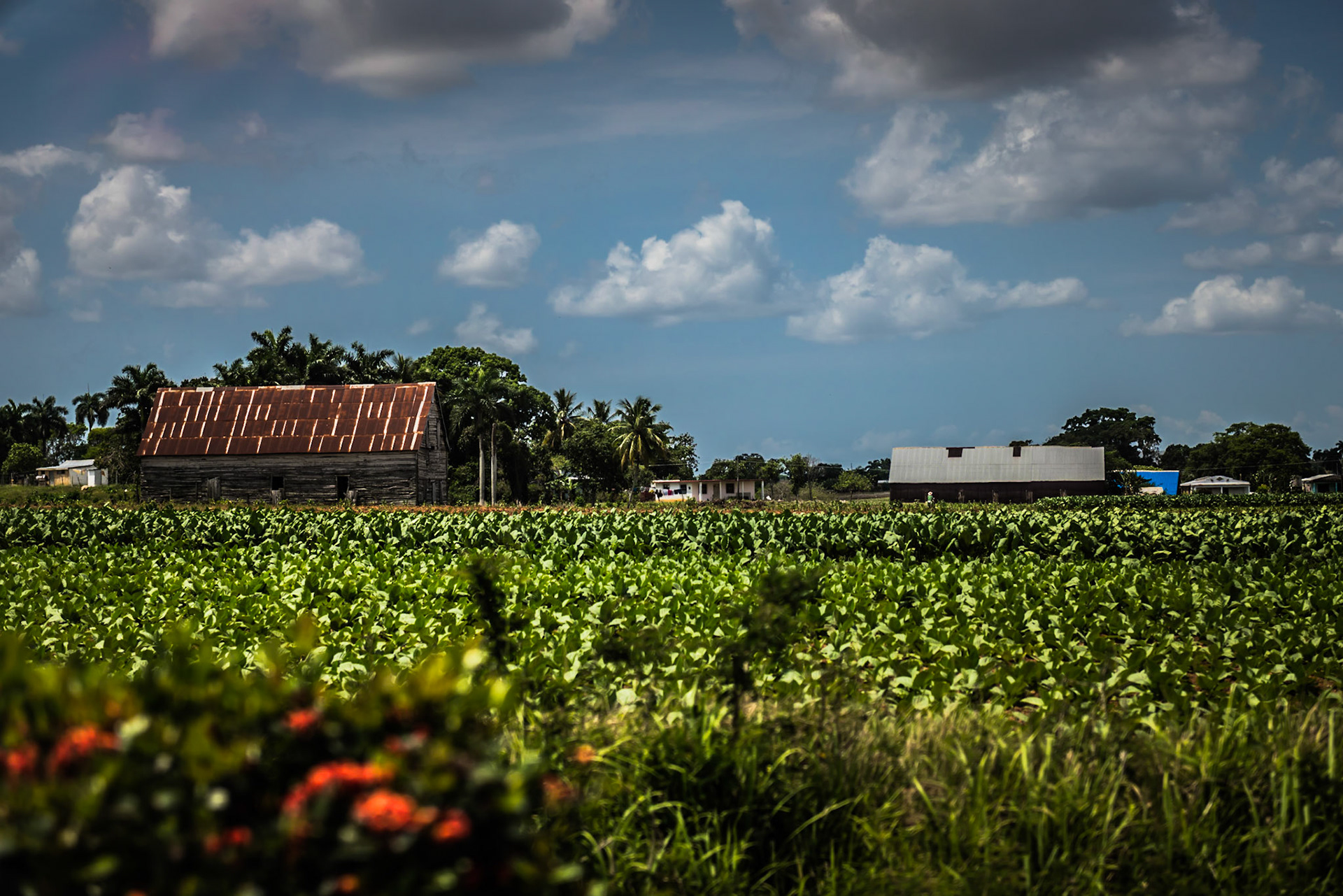 Pinar Del Rio: The Countryside