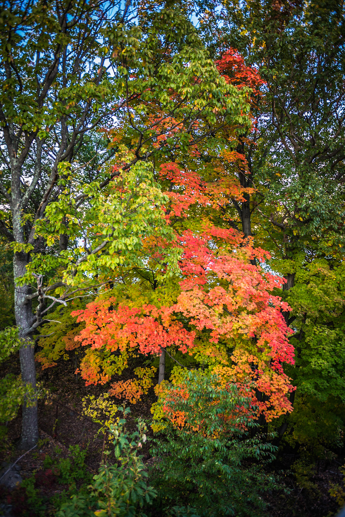 Walkway over the Hudson
