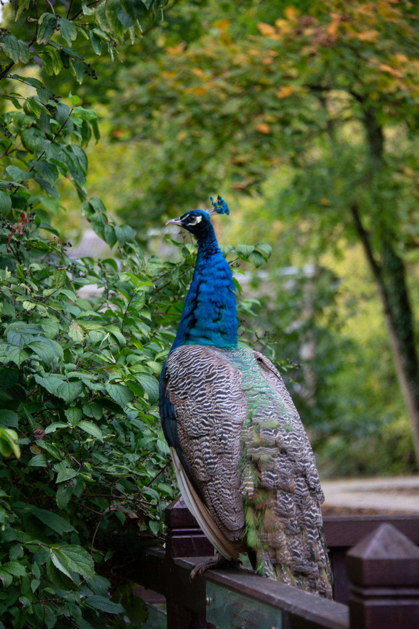 Château du Clos Lucé, Leonardo da Vinci