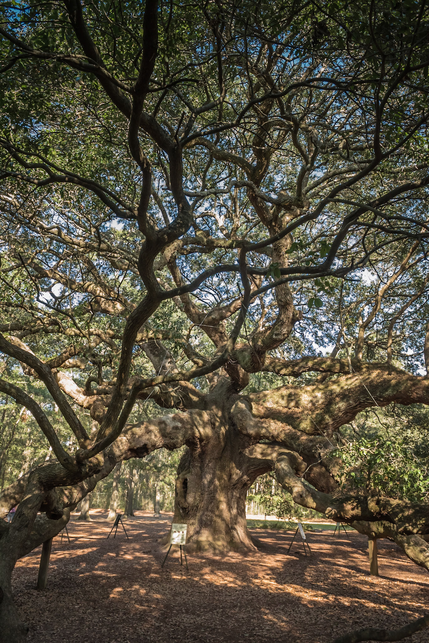 The Angel Oak Tree is estimated to be in excess of 400-500 years old, stands 66.5 ft (20 m) tall, measures 28 ft (8.5 m) in circumference, and produces shade that covers 17,200 square feet (1,600 m2). From tip to tip Its longest branch distance is 187 ft