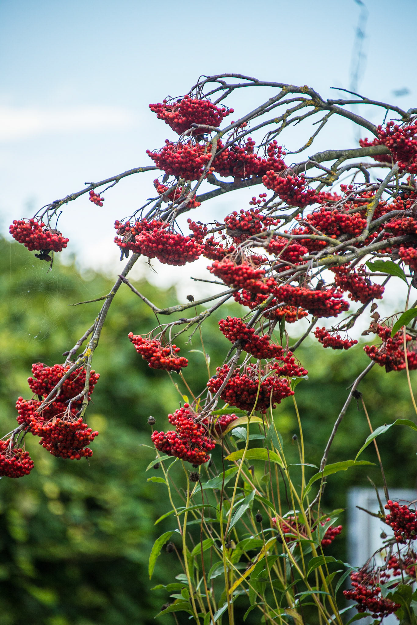 Claude Monet Giverny Garden