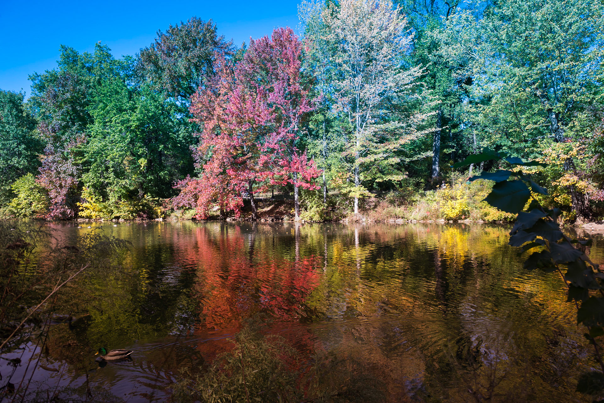 Central Park - New York