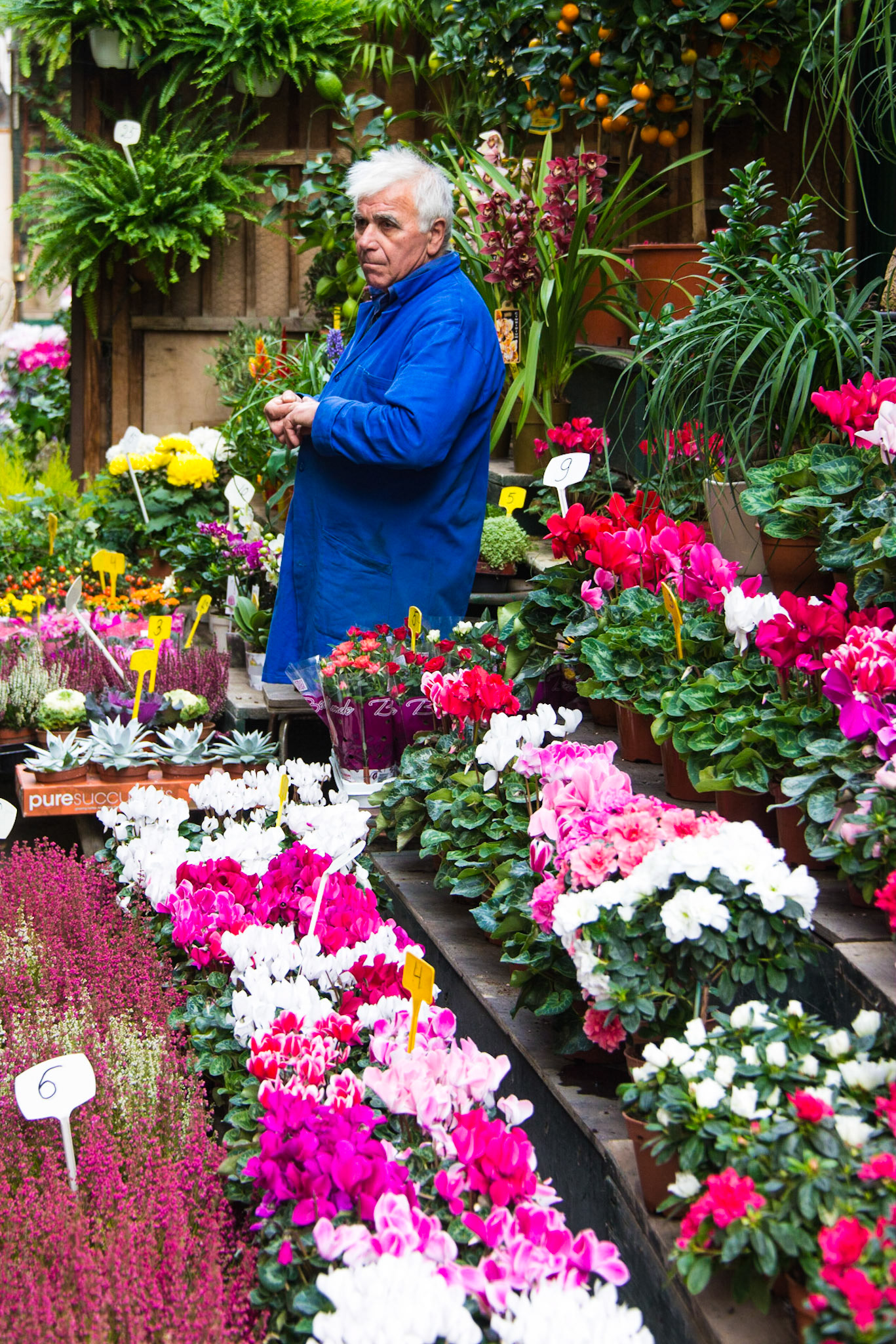 Flower Vendor