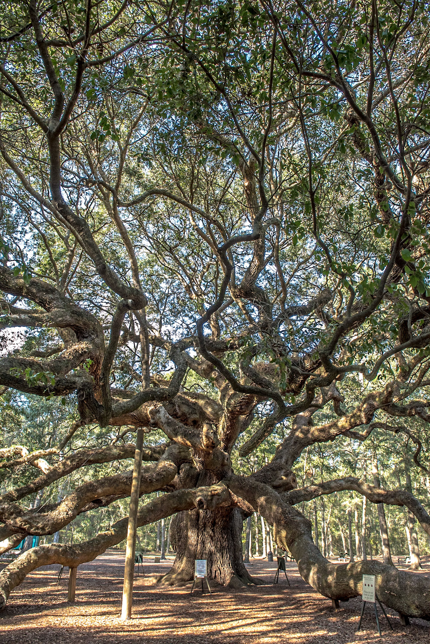 The Angel Oak Tree is estimated to be in excess of 400-500 years old, stands 66.5 ft (20 m) tall, measures 28 ft (8.5 m) in circumference, and produces shade that covers 17,200 square feet (1,600 m2). From tip to tip Its longest branch distance is 187 ft