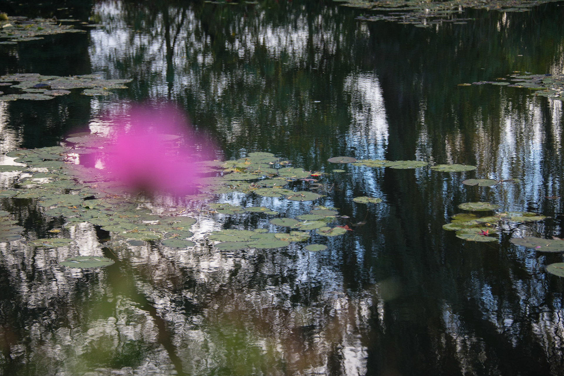 Claude Monet Giverny Garden