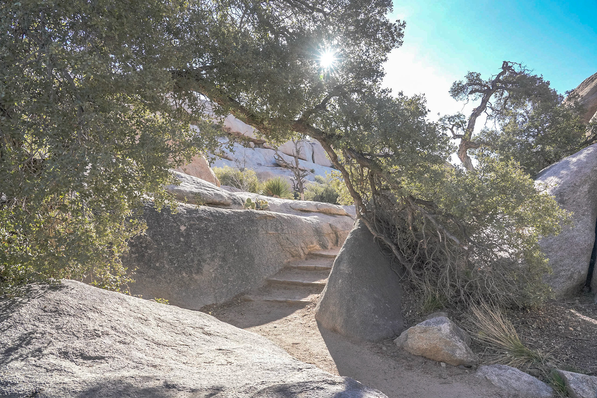 EXHALE ~ Joshua Tree 2020