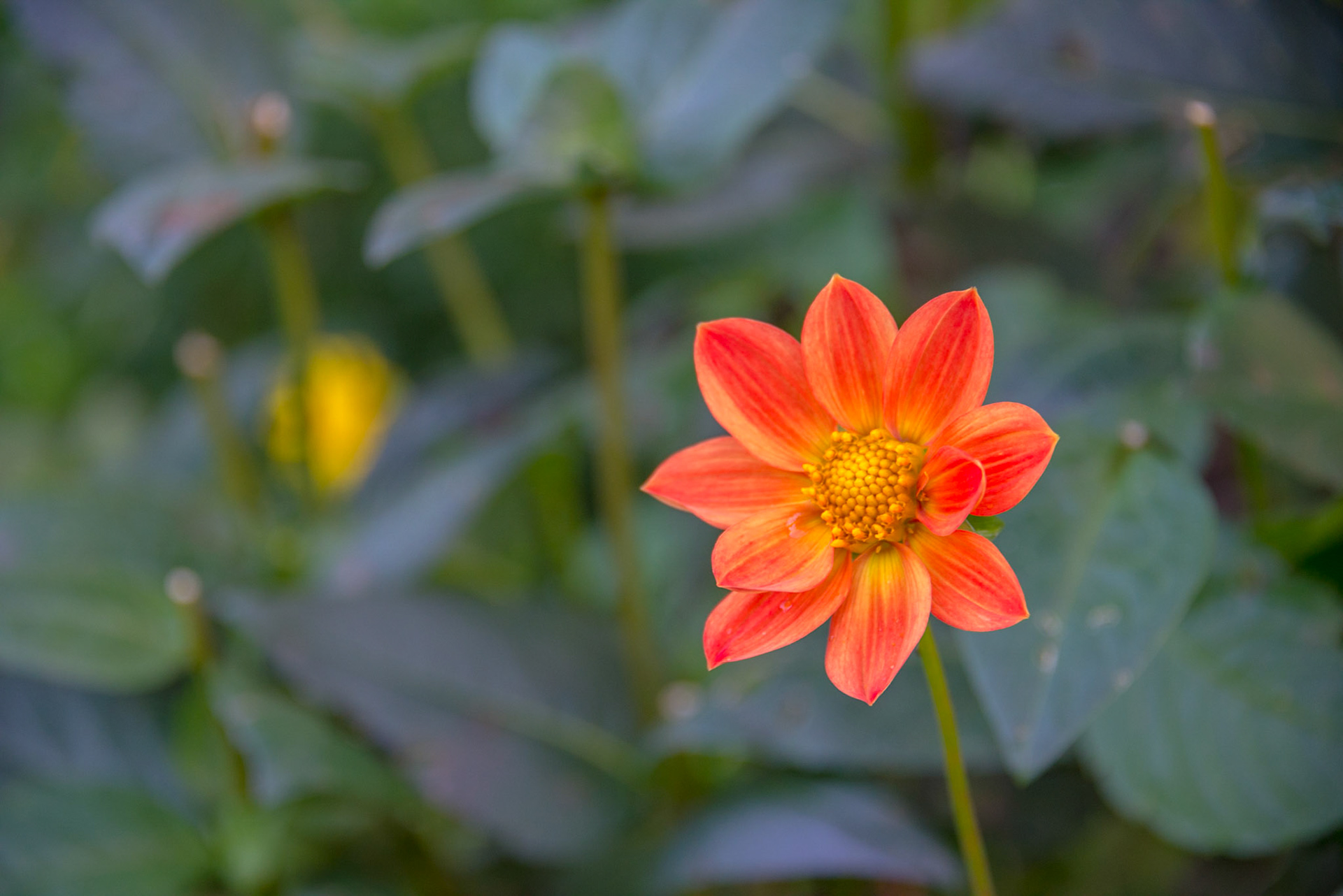 Claude Monet Giverny Garden