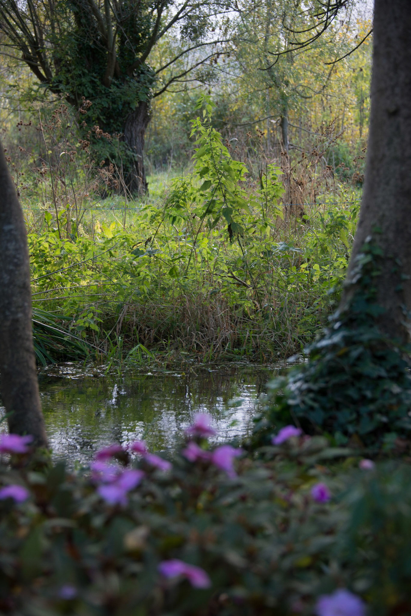 Claude Monet Giverny Garden