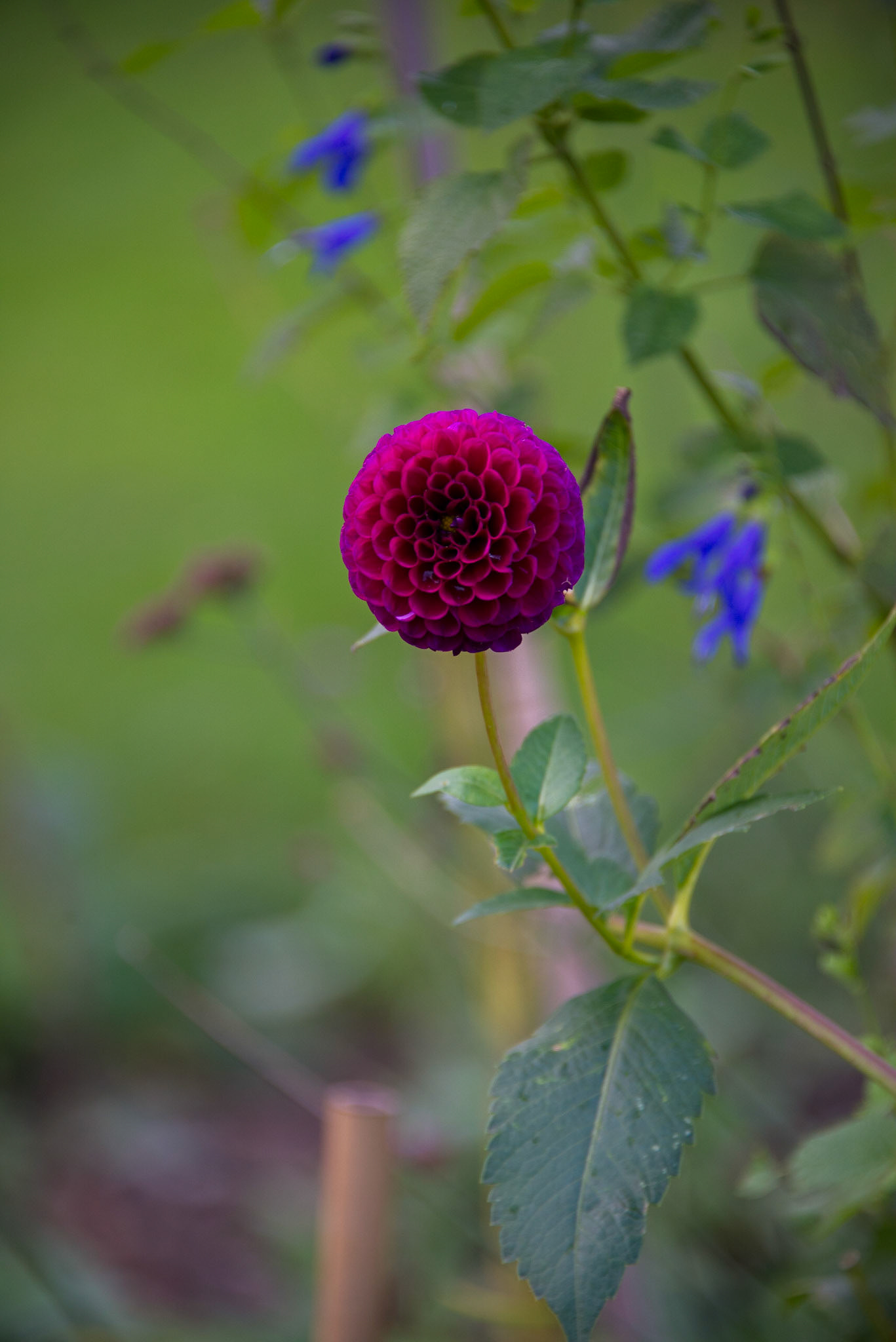 Claude Monet Giverny Garden