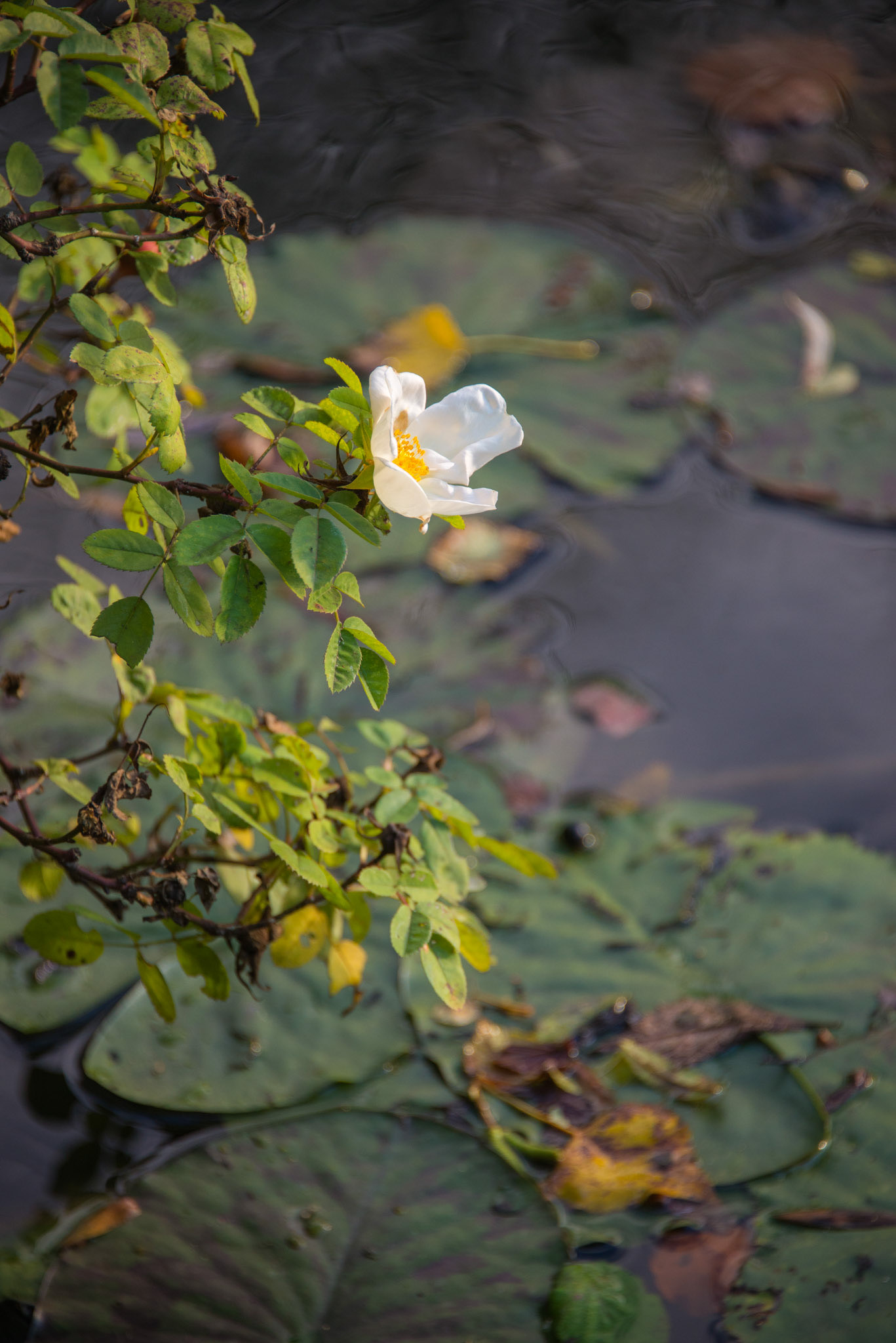 Claude Monet Giverny Garden