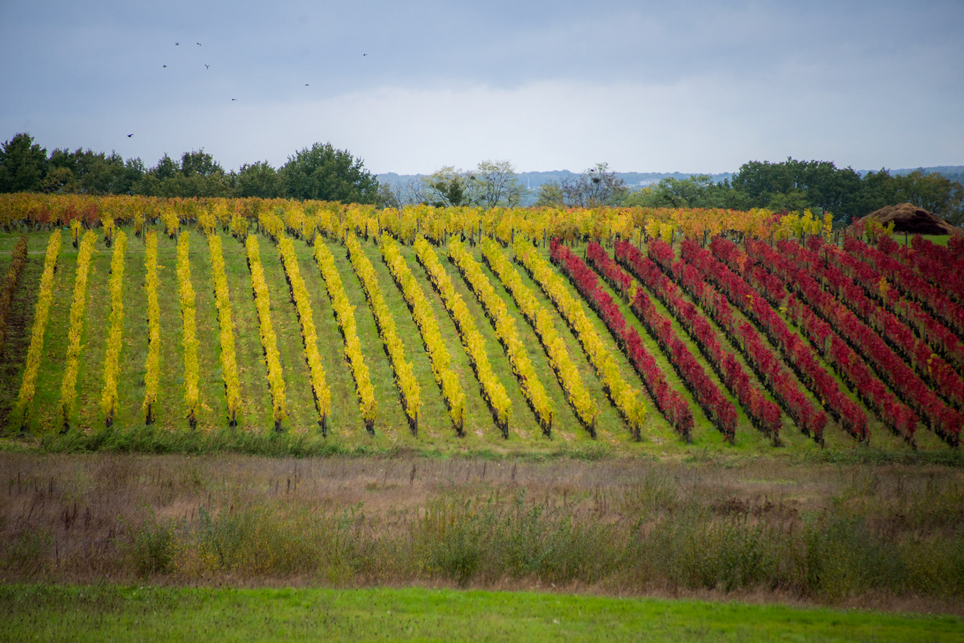 Loire Valley Vineyard