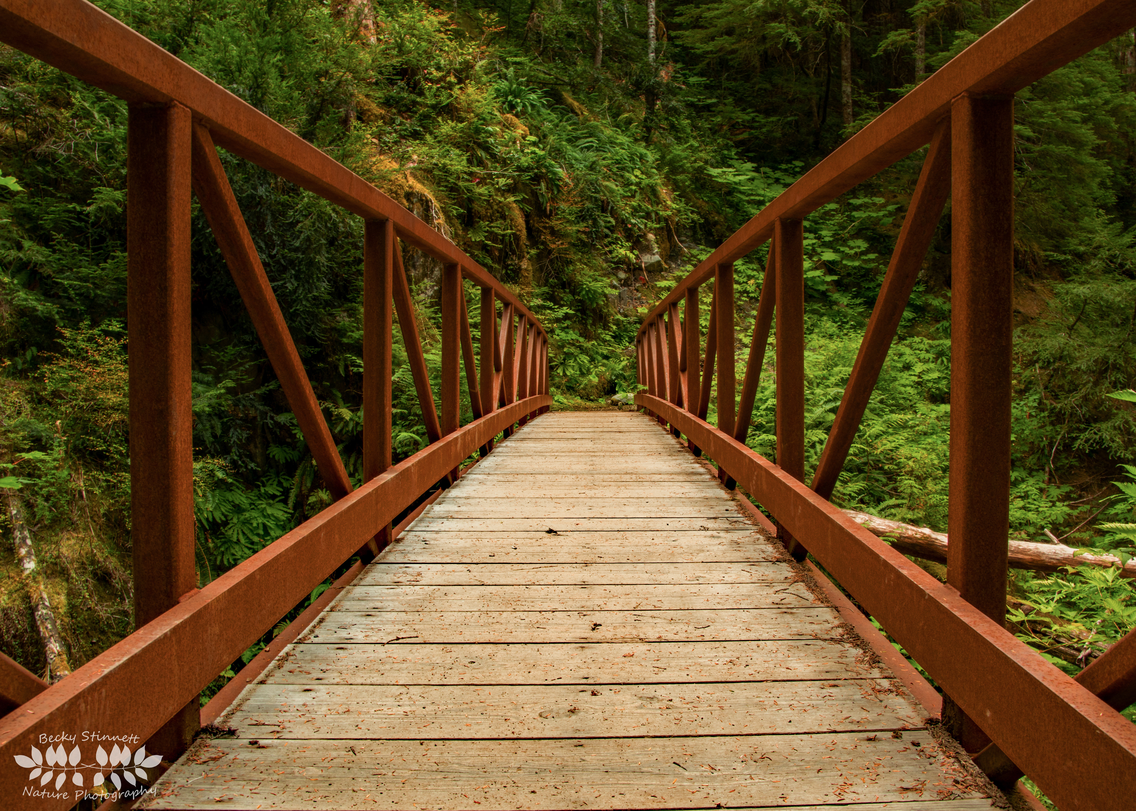 Forest Bridge