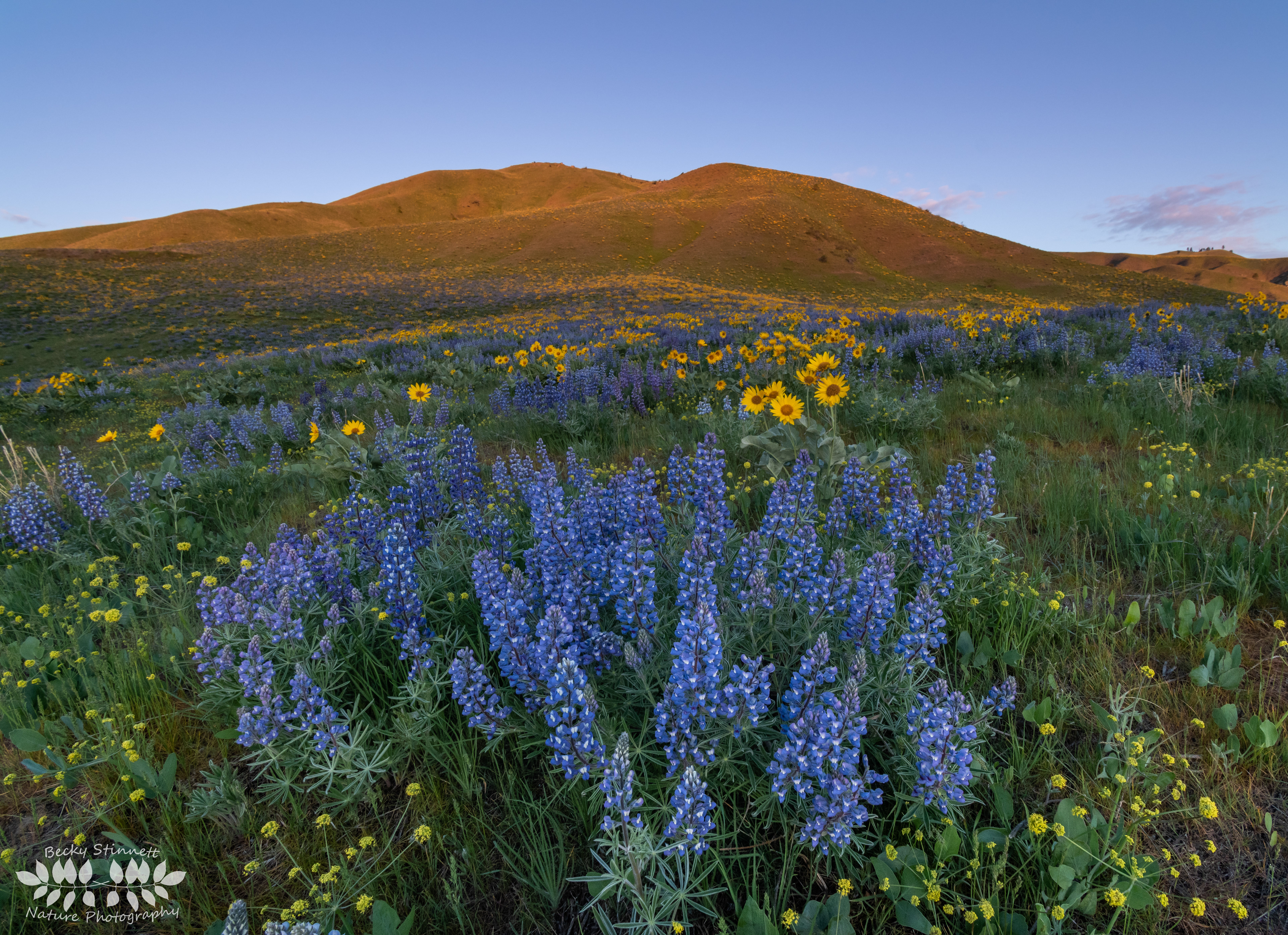 Lupine Morning Glow