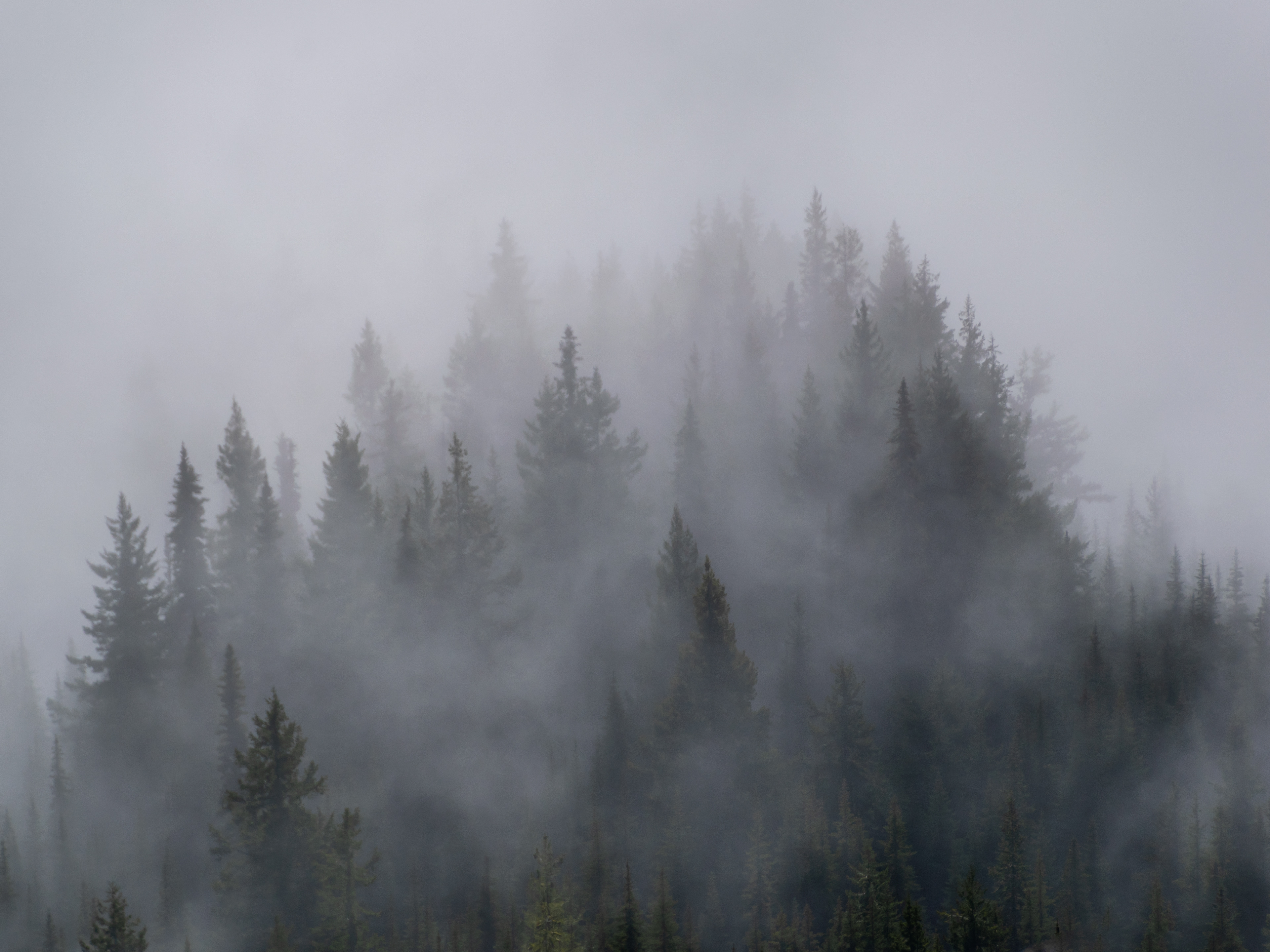 Misty Forest