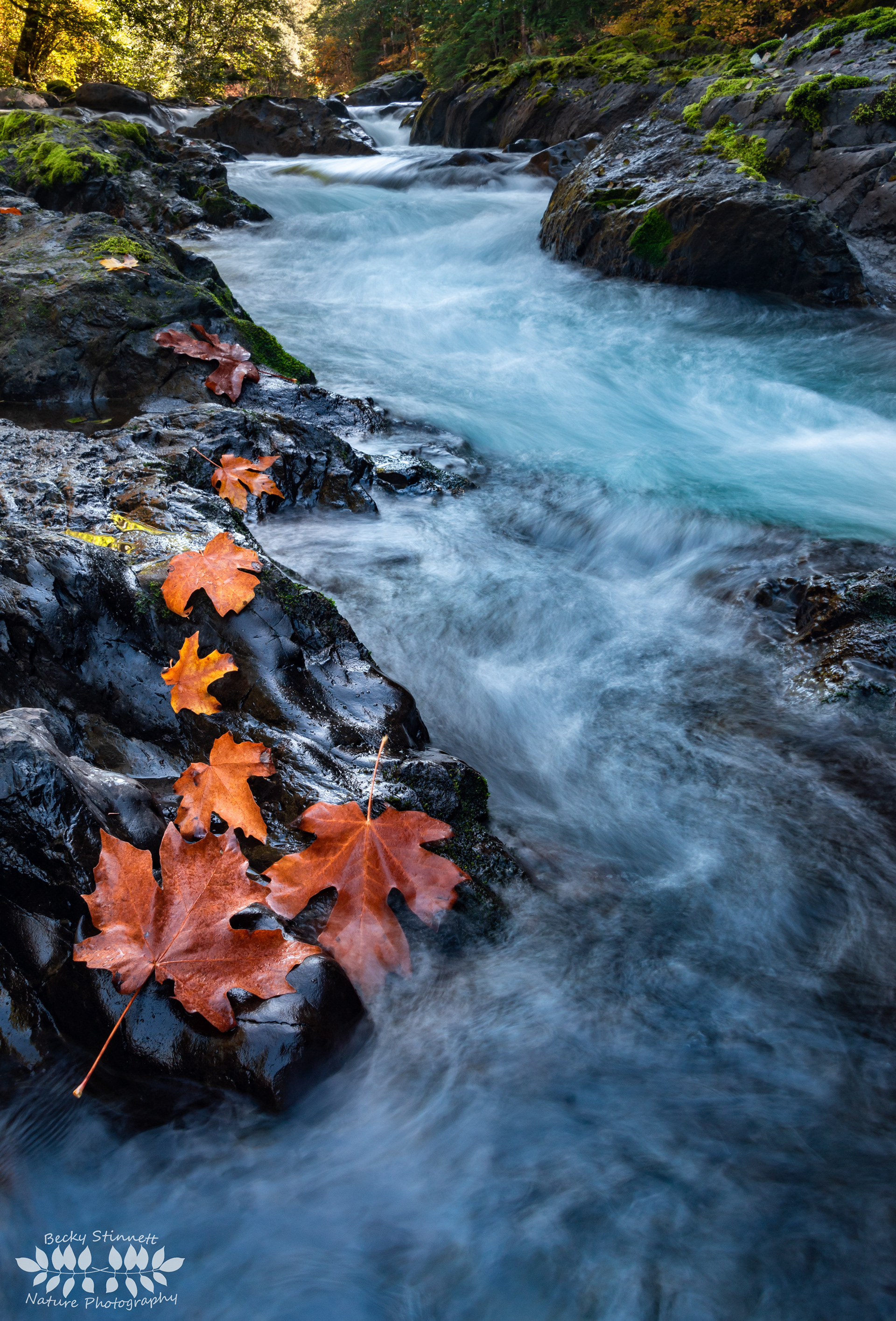 Autumn on the Sol Duc