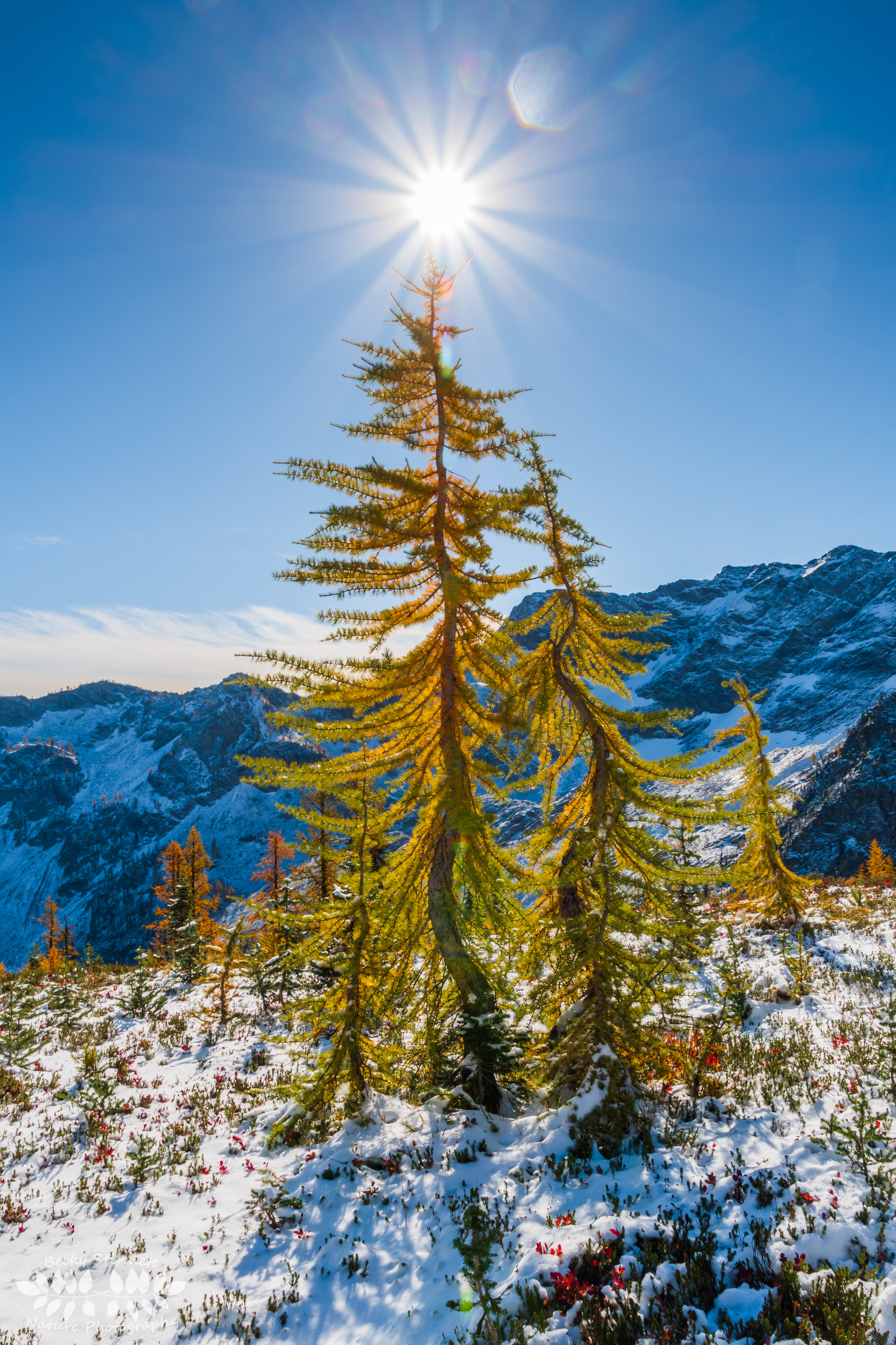 Larchmas Tree