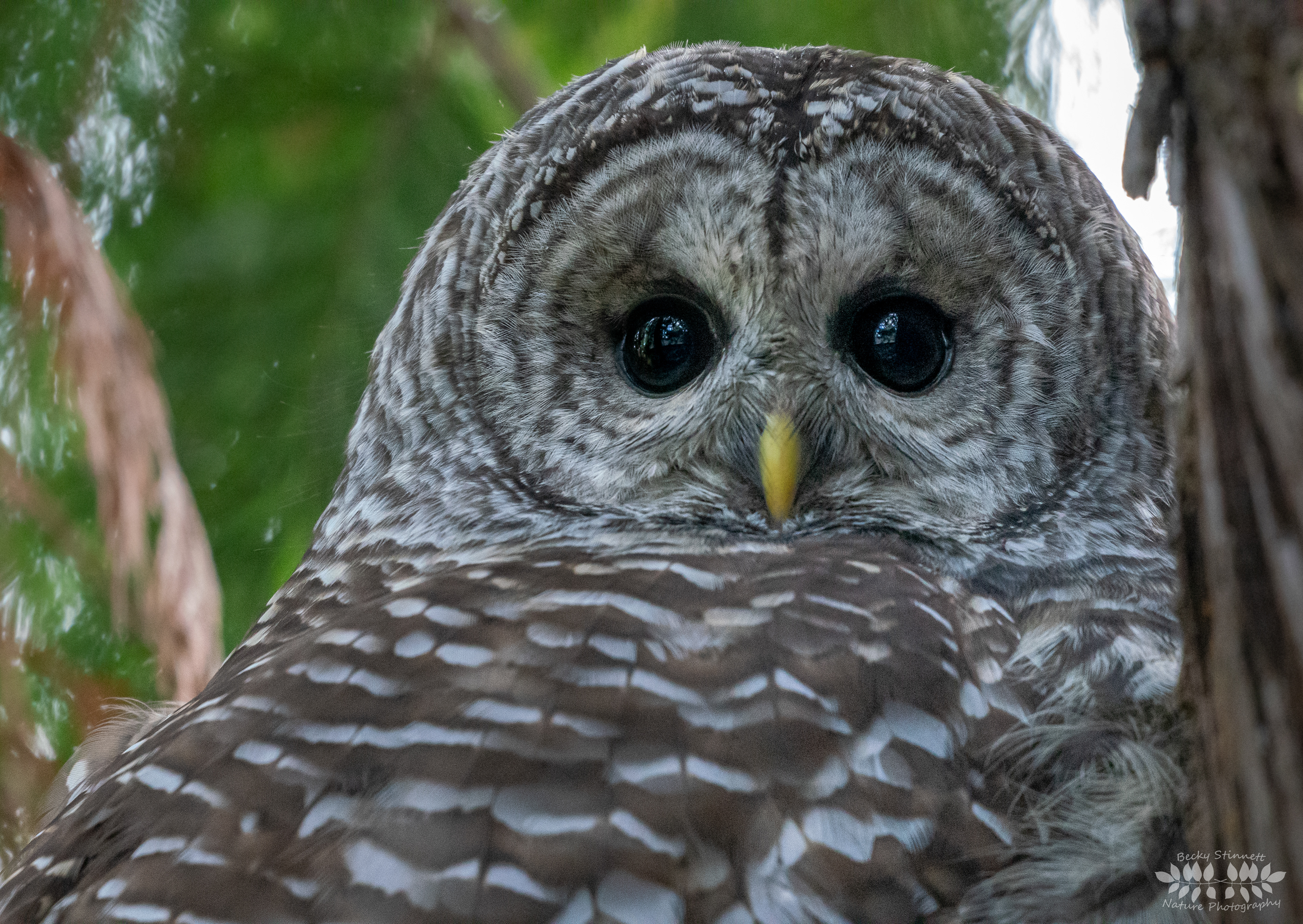 Barred Owl