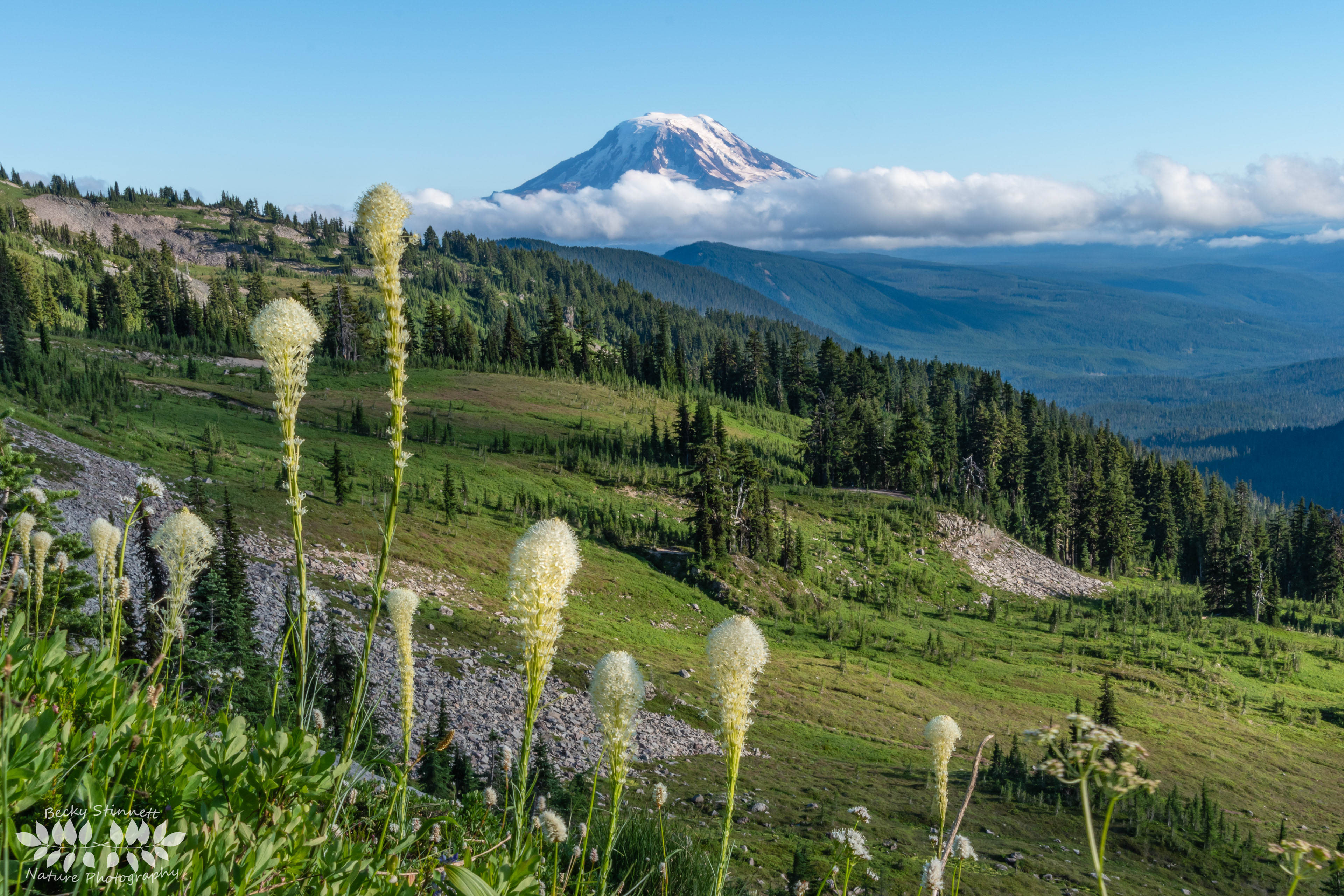 Beargrass and Mt. Adams