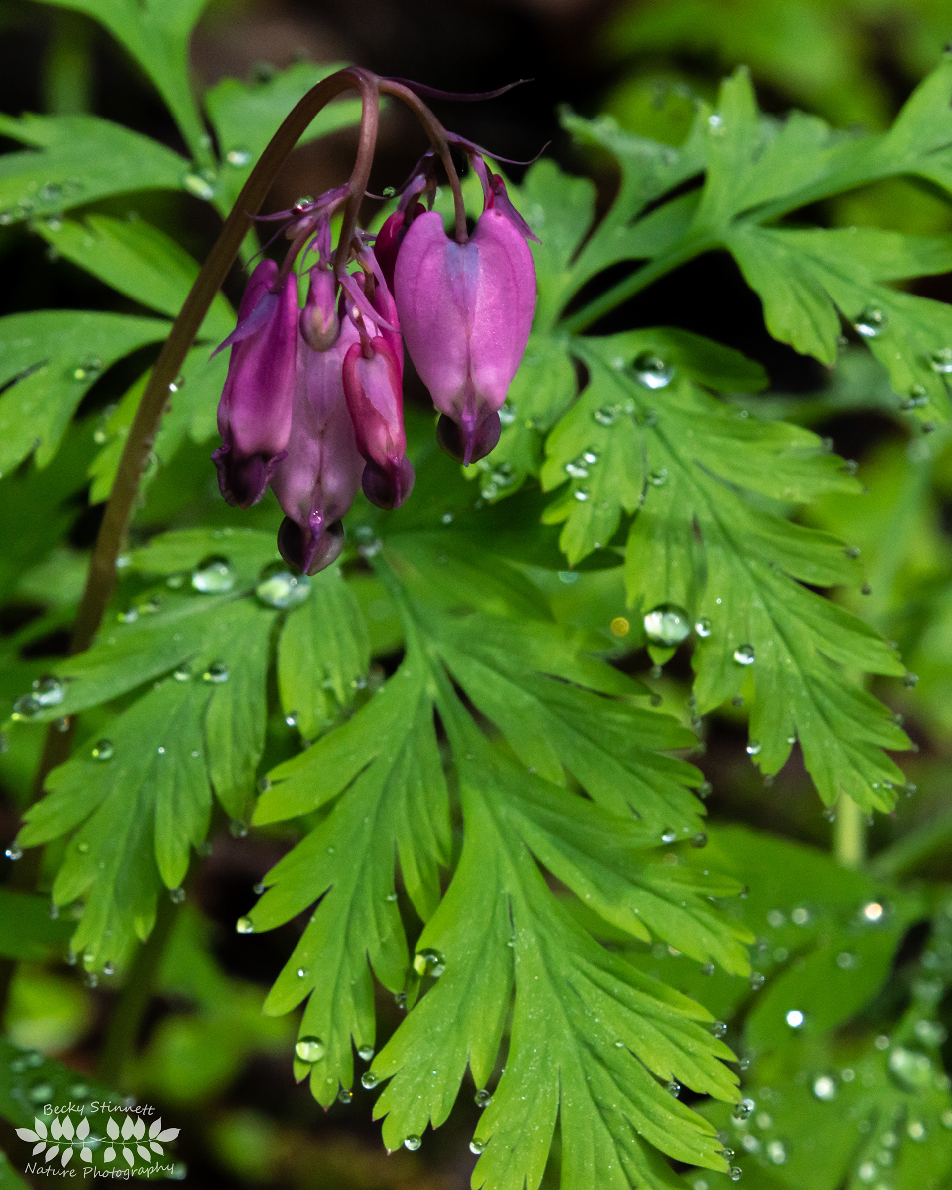 Bleeding Hearts