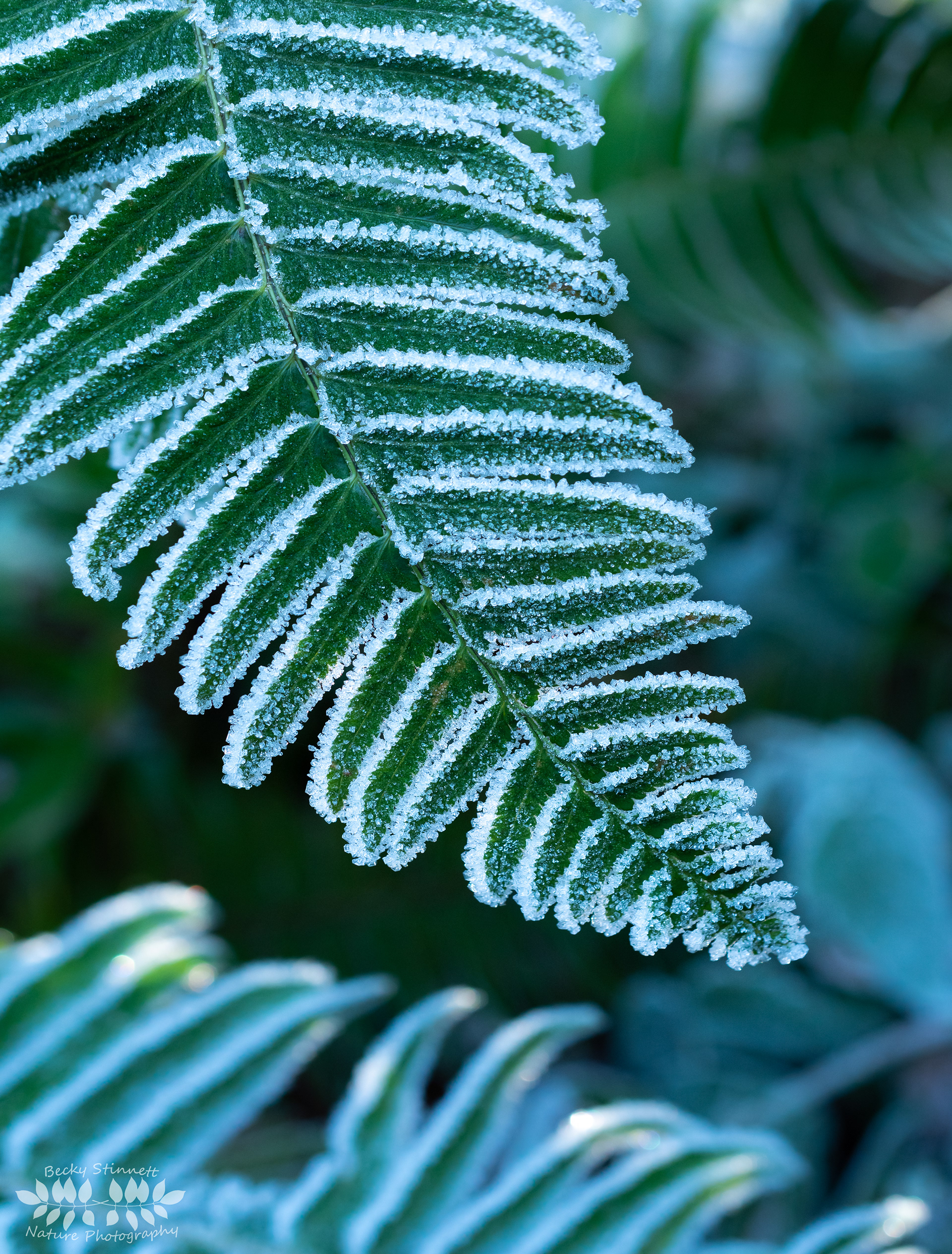 Frosted Fern